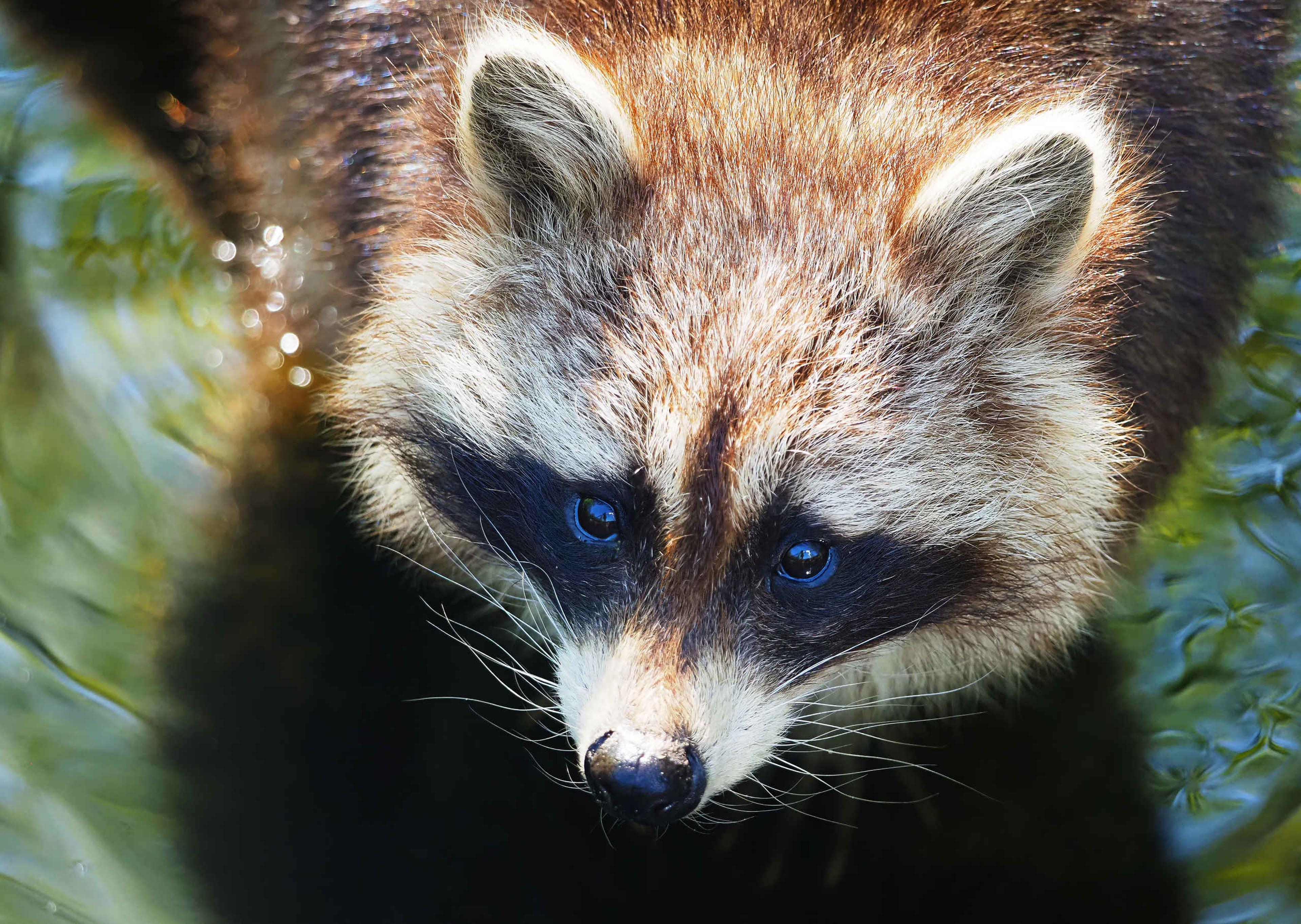 Wasbeer close-up in water-AquaZoo Leeuwarden