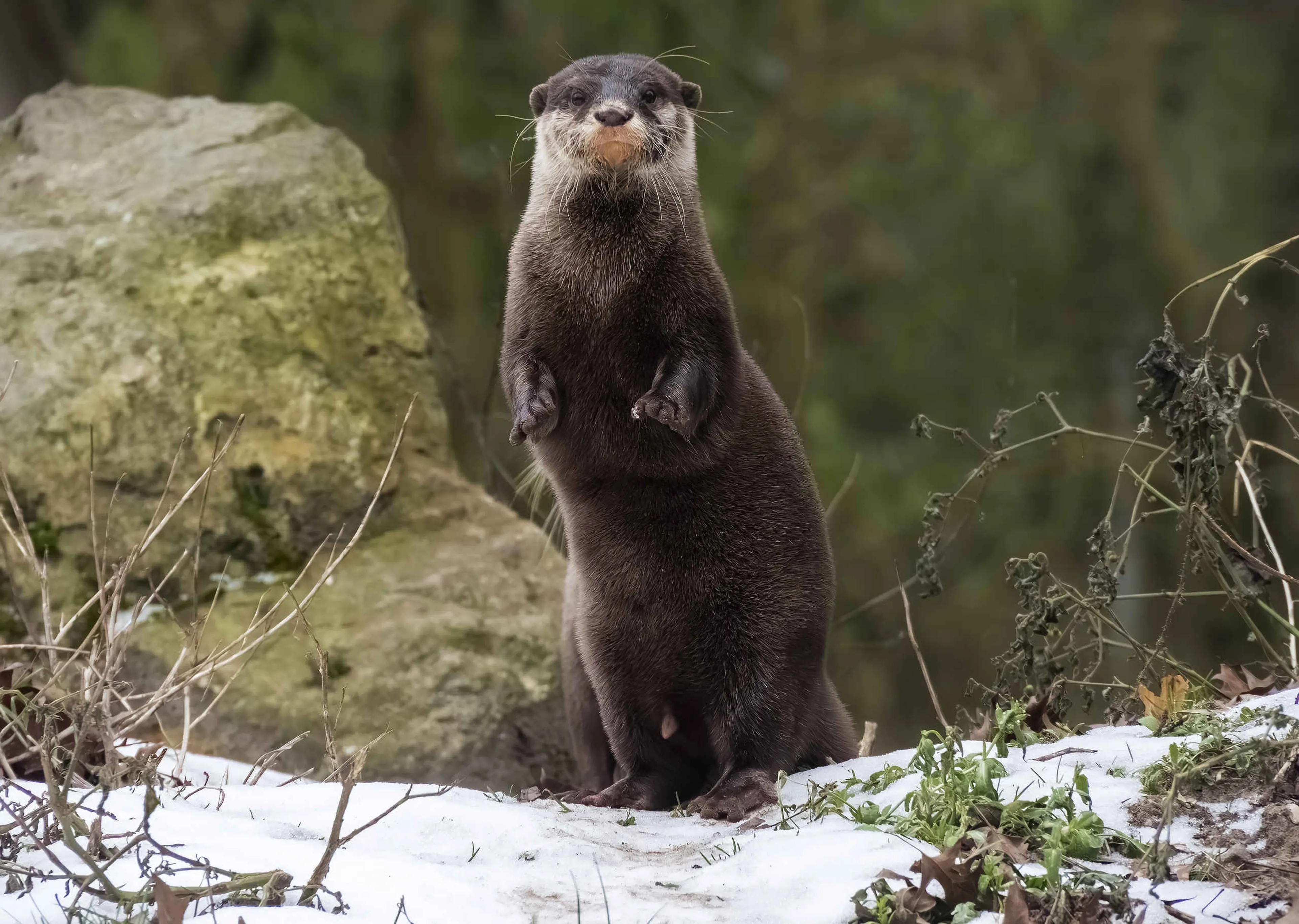 Aziatische kleinklauwotter in de sneeuw staand in Safaripark Beekse Bergen
