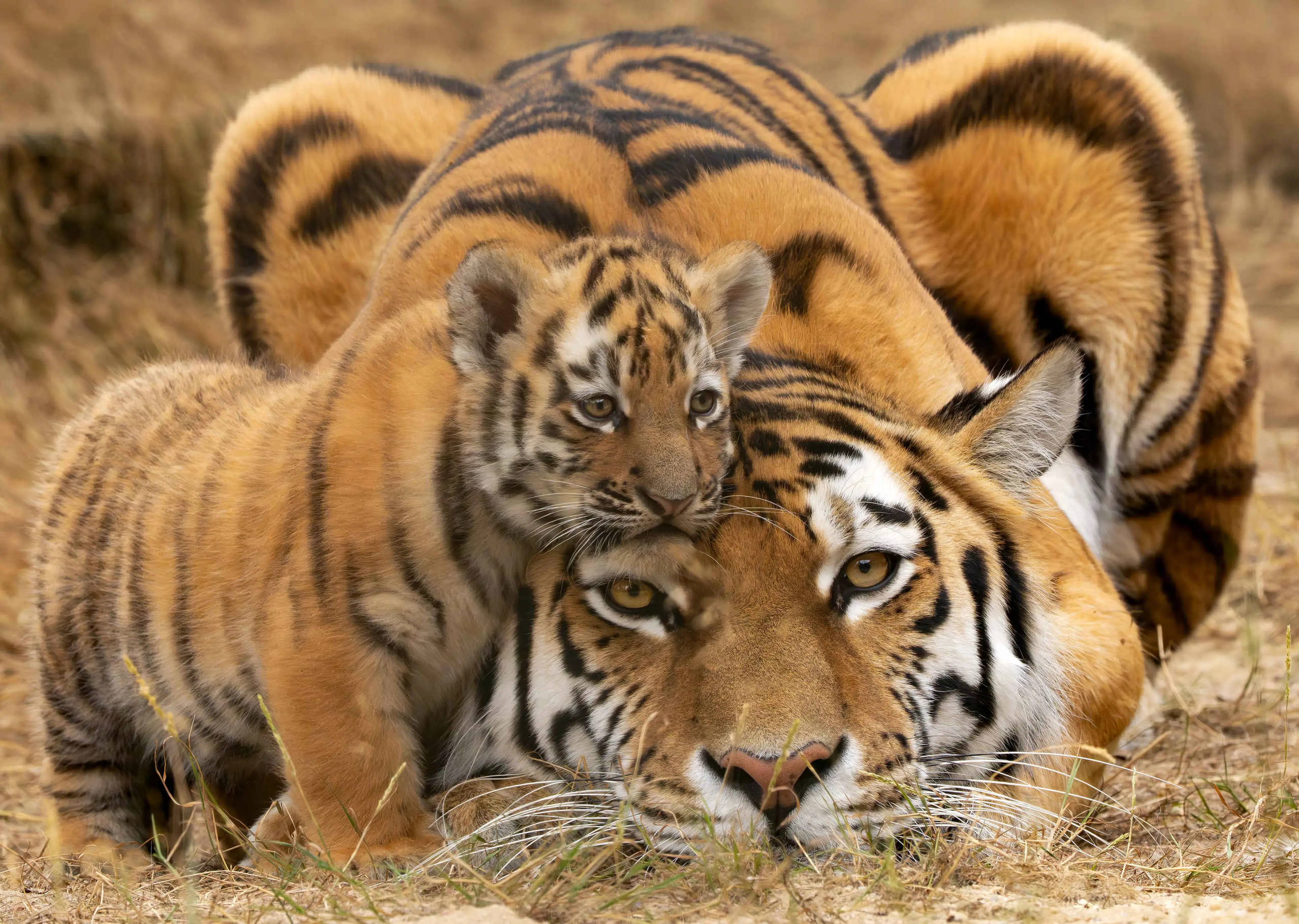 Een amoertijger en haar jong bij Safaripark Beekse Bergen.