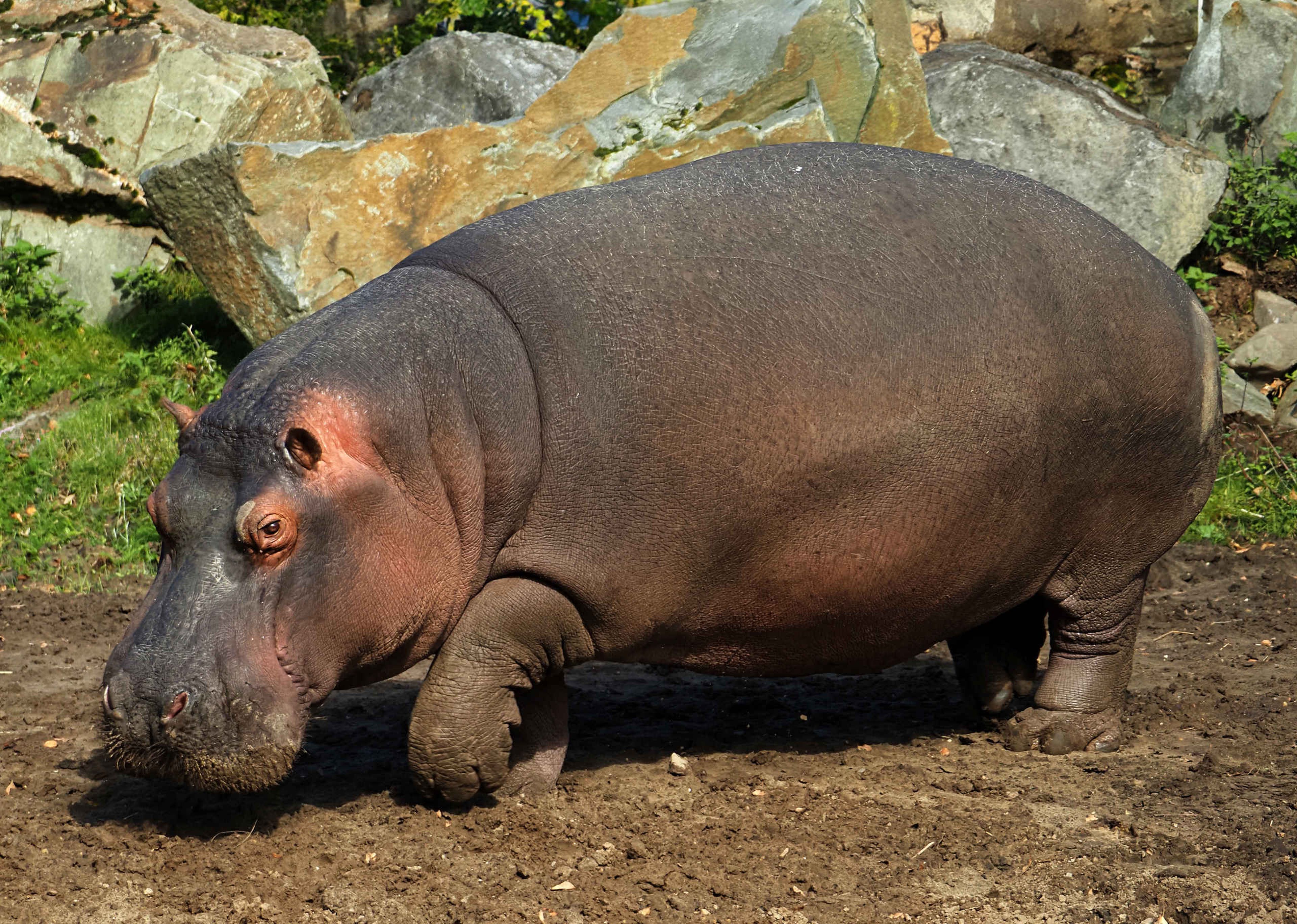 Nijlpaard buiten water safaripark Beekse Bergen