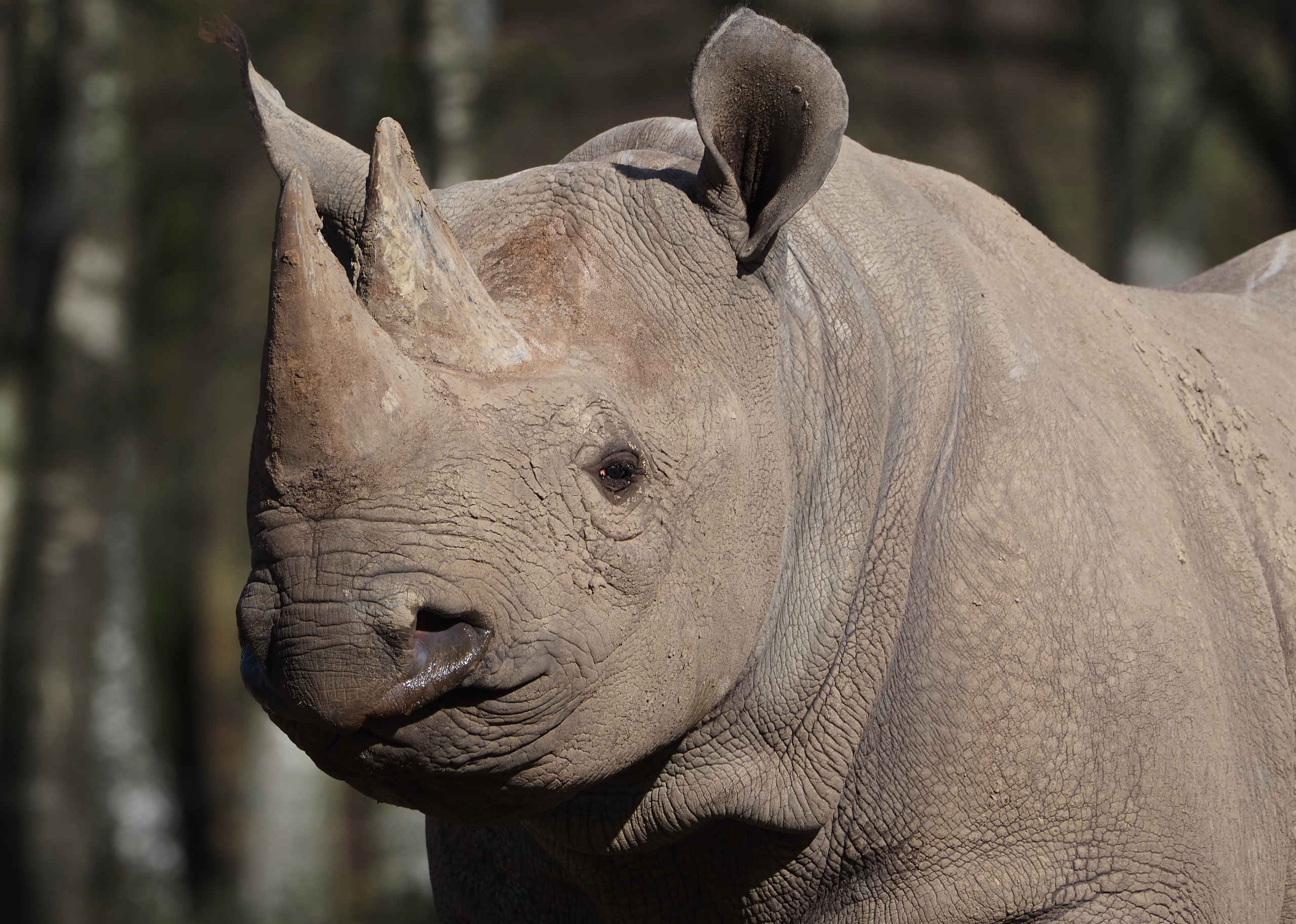 Een close-up van een puntlipneushoorn bij Safaripark Beekse Bergen.