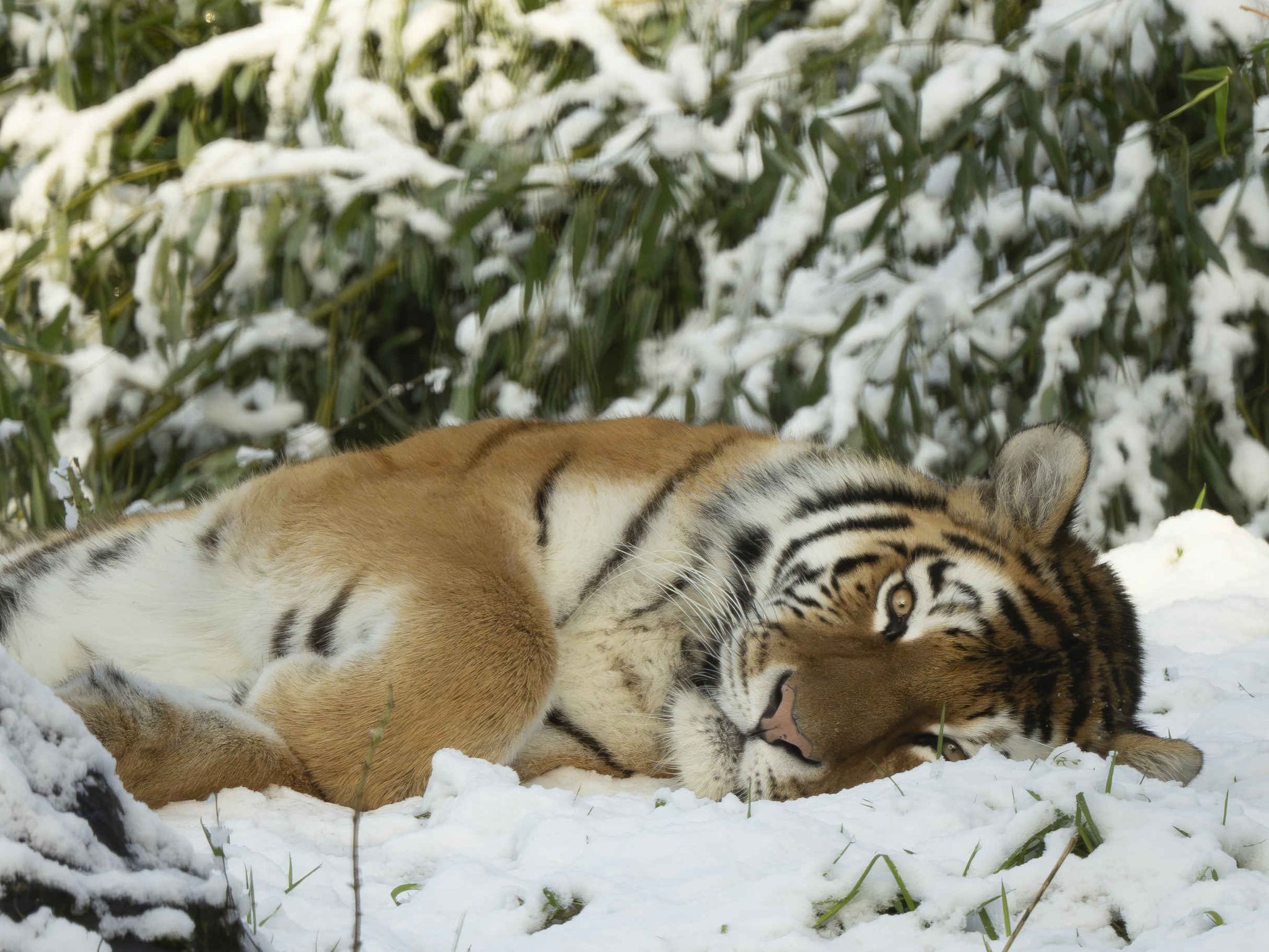 Een amoertijger ligt in de sneeuw in safaripark Beekse Bergen.