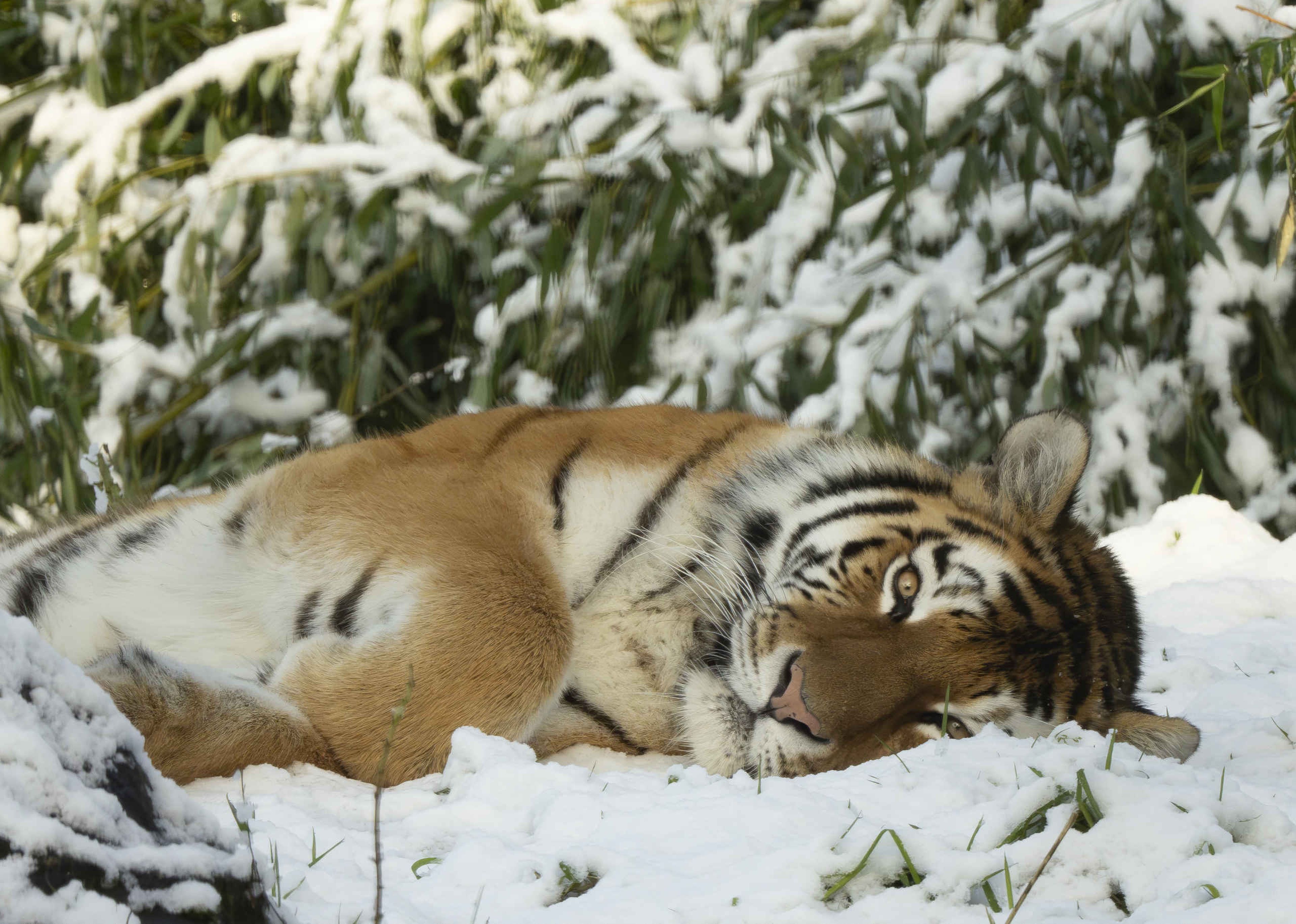 Een amoertijger ligt in de sneeuw in safaripark Beekse Bergen.