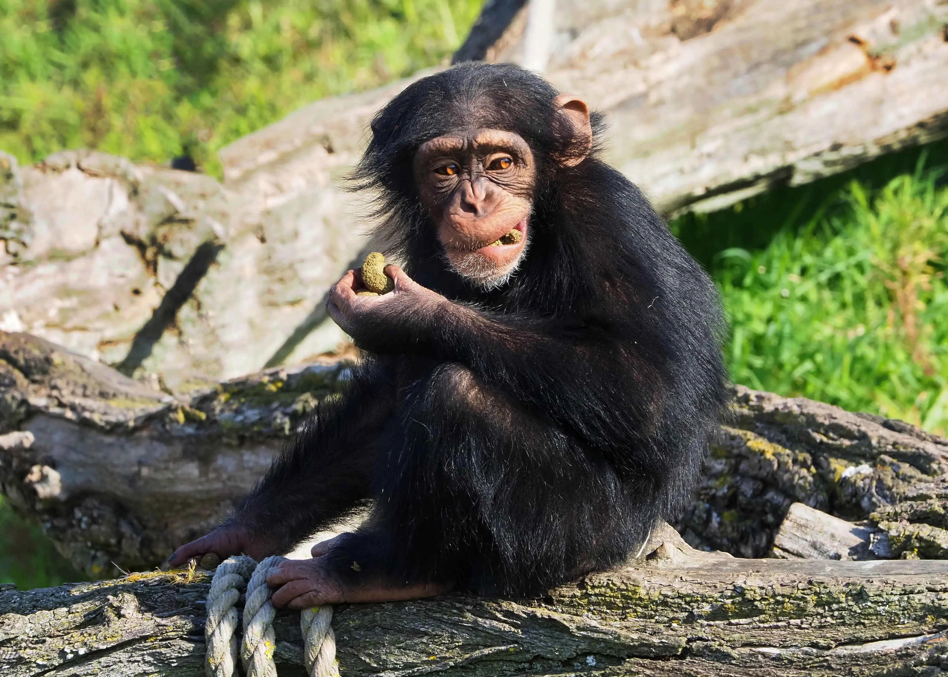 Een chimpansee krijgt eten bij de voederpresentatie bij Eindhoven Zoo.