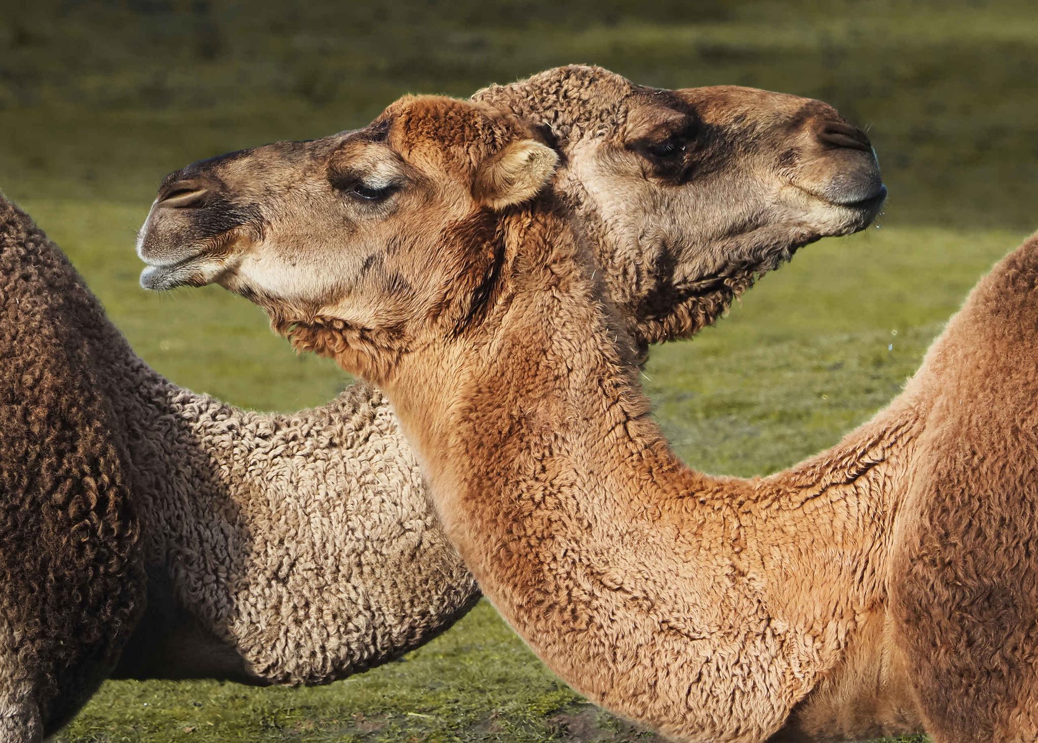 Twee dromedarissen close-up kruisend in Safaripark Beekse Bergen