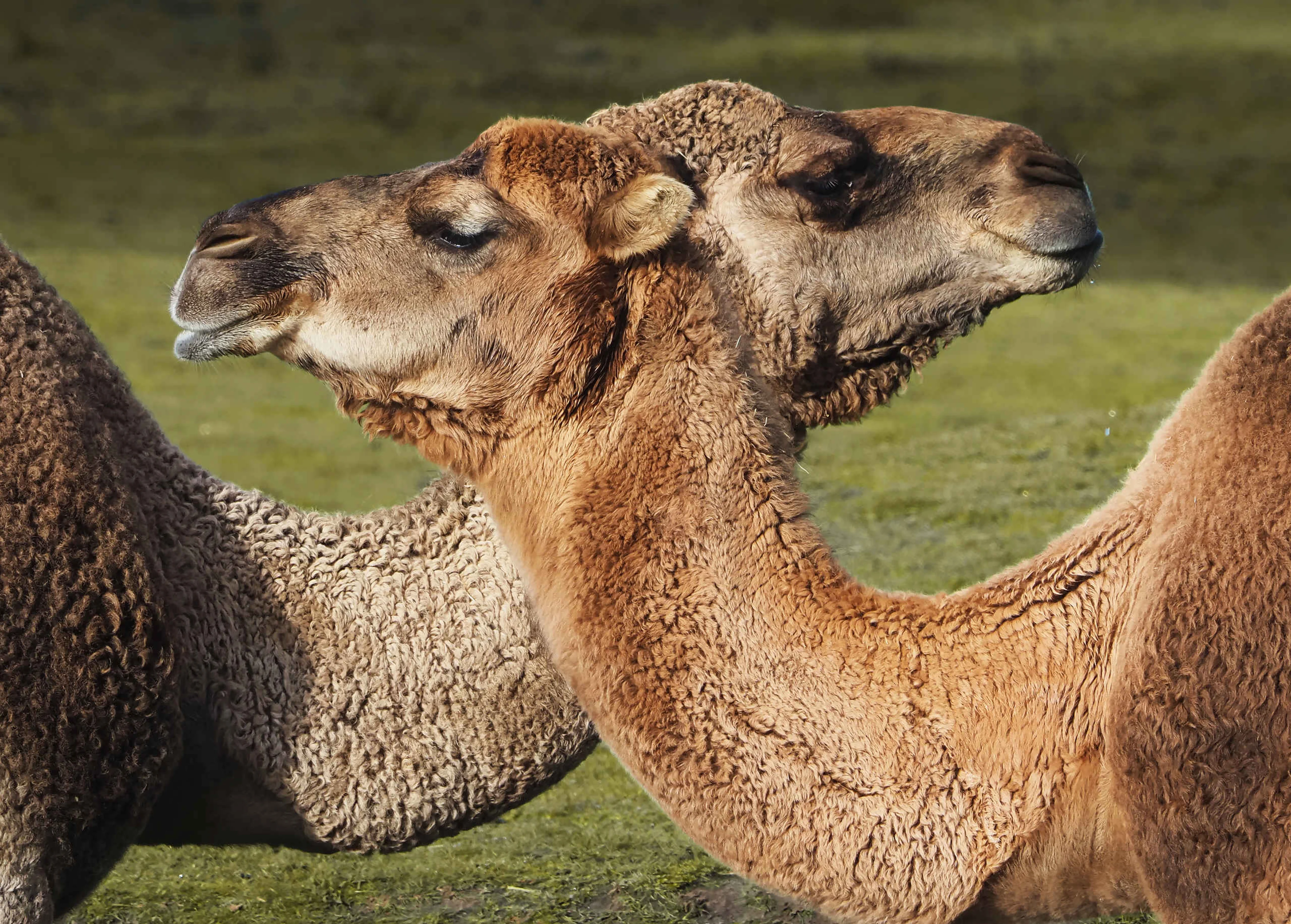 Twee dromedarissen close-up kruisend in Safaripark Beekse Bergen