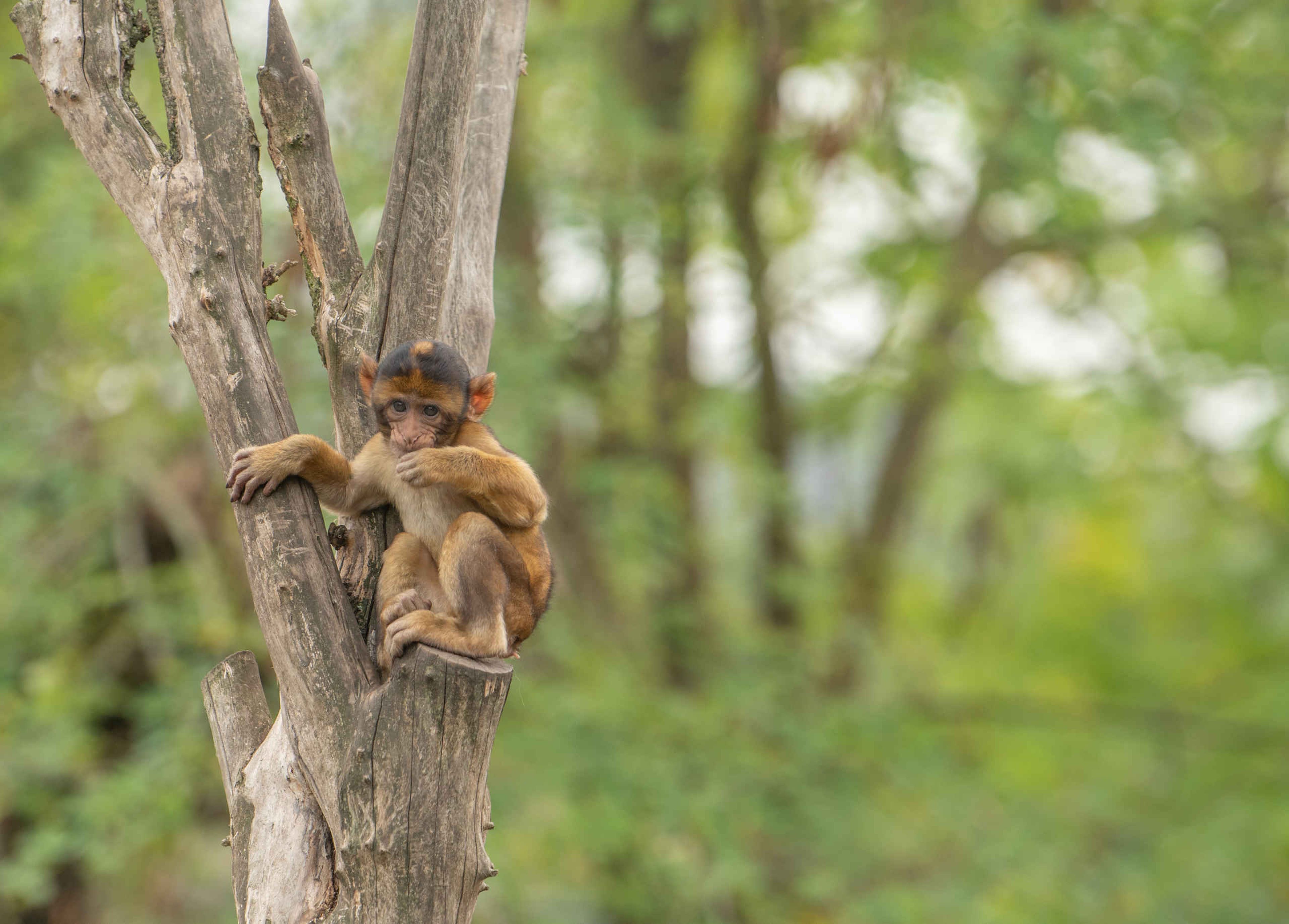 Een jonge berberaap klimt in een boom bij Eindhoven Zoo.