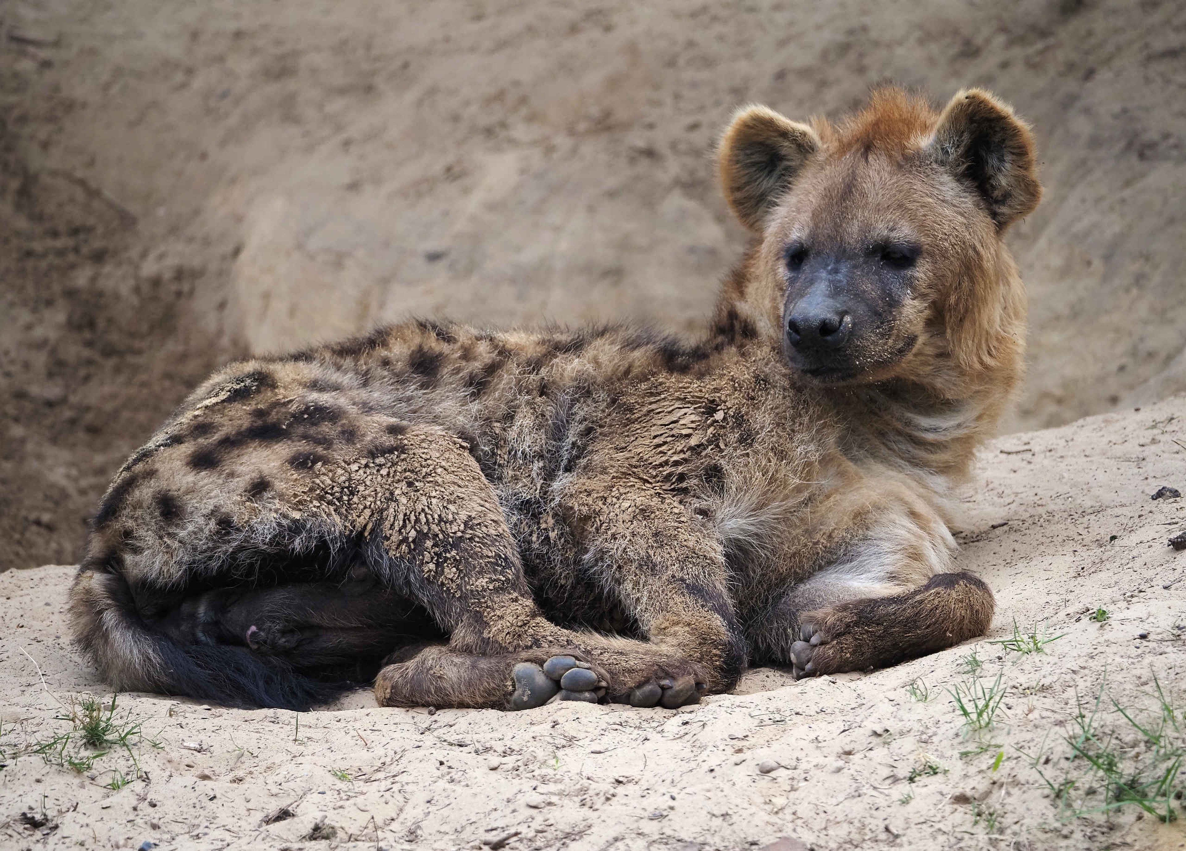 Hyena liggend op stenen in Safaripark Beekse Bergen