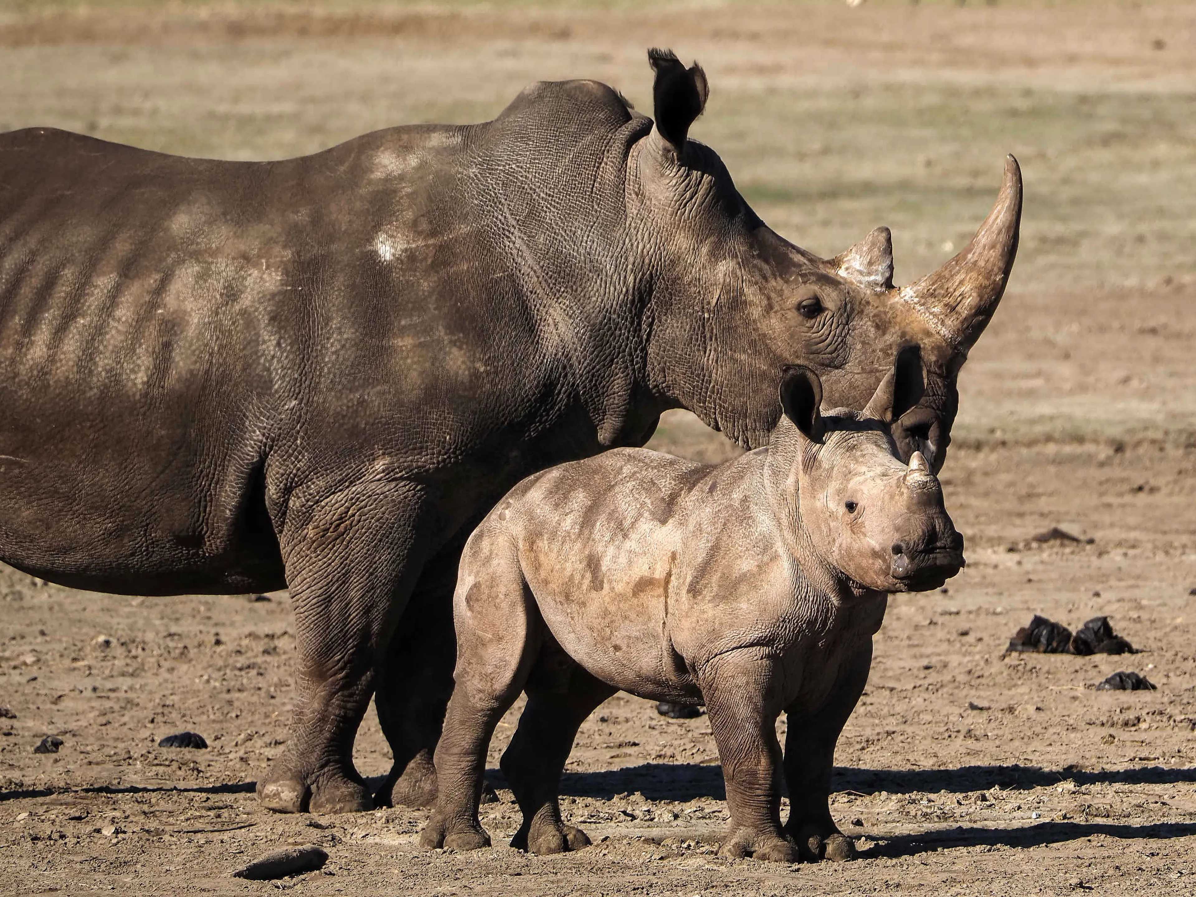 Breedlipneushoorn met jong in Safaripark Beekse Bergen
