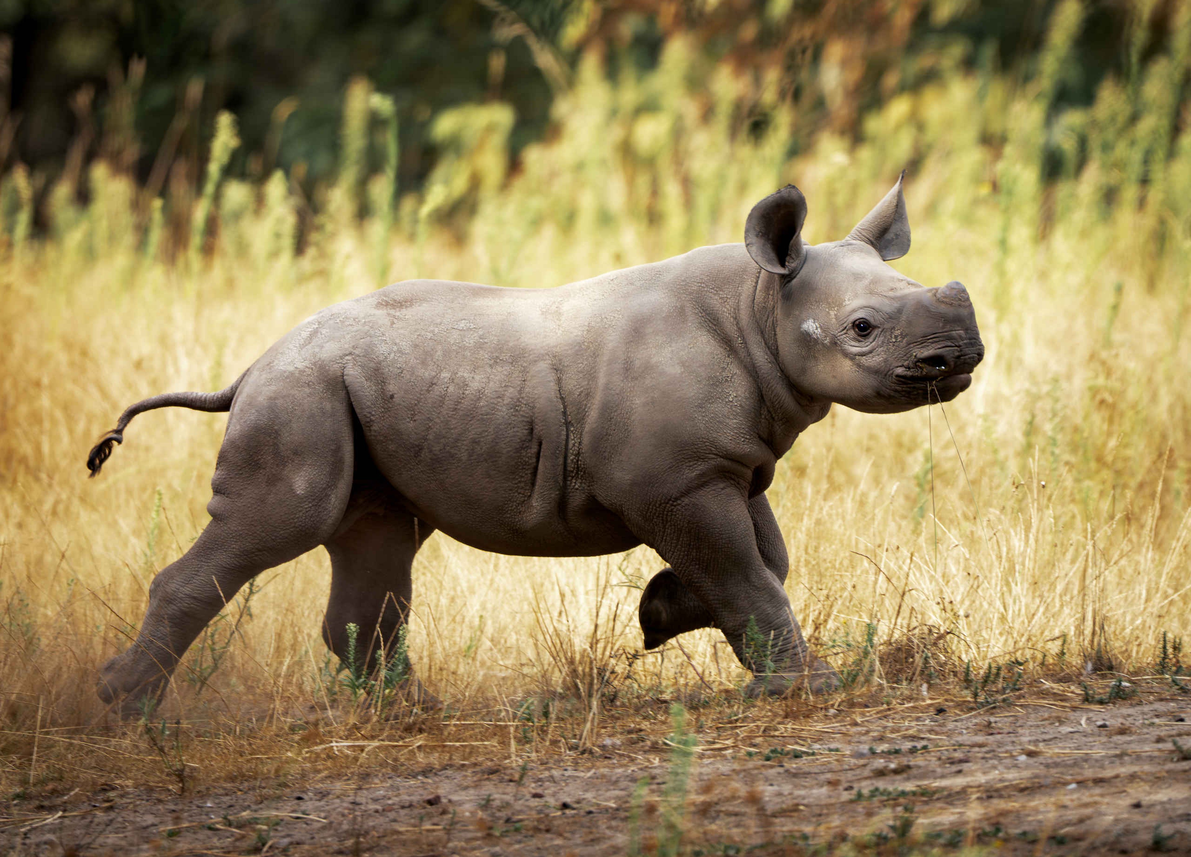 Neushoorn jong Banji rennend in Safaripark Beekse Bergen