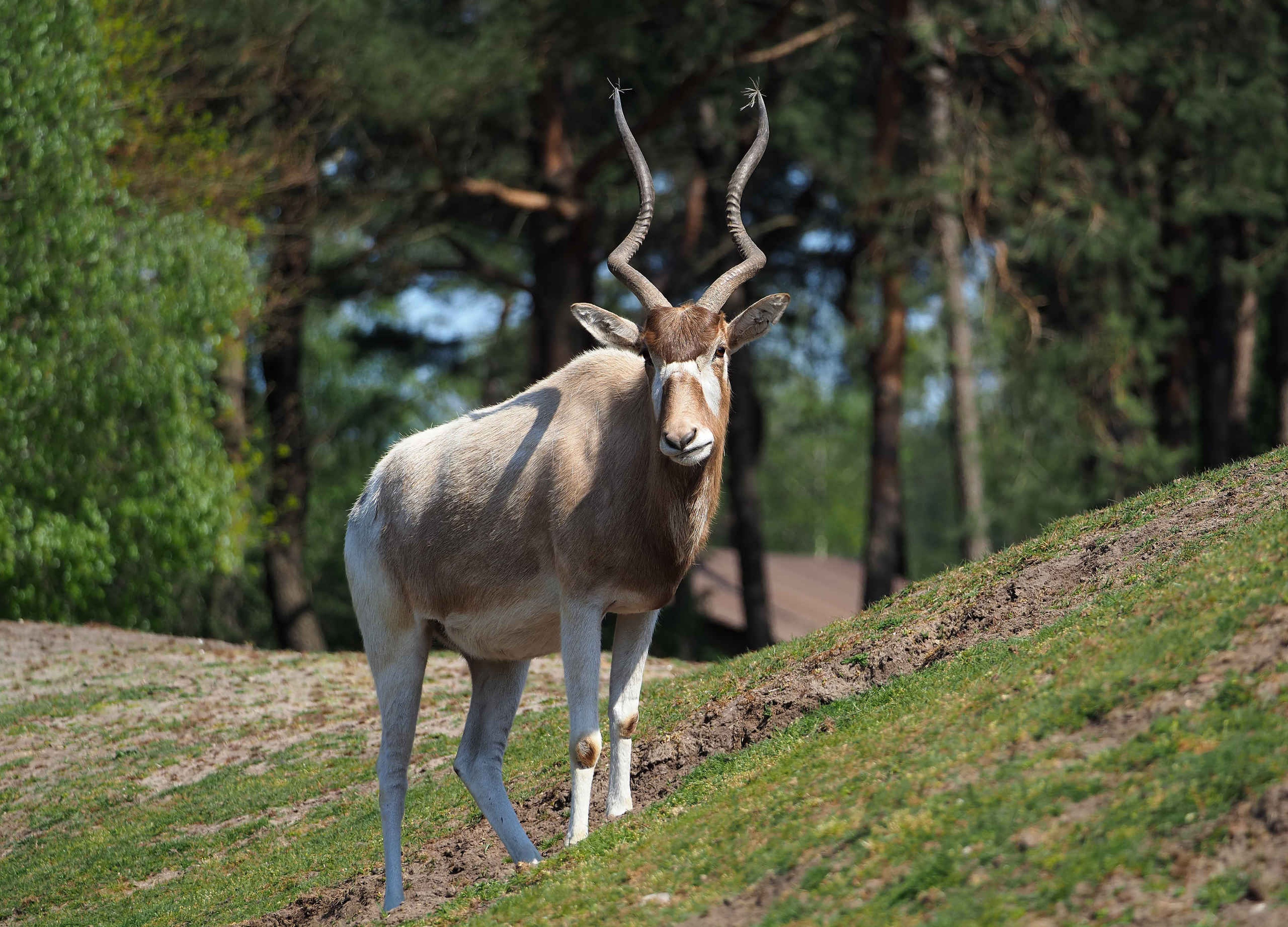 Addax op gras in Safaripark Beekse Bergen