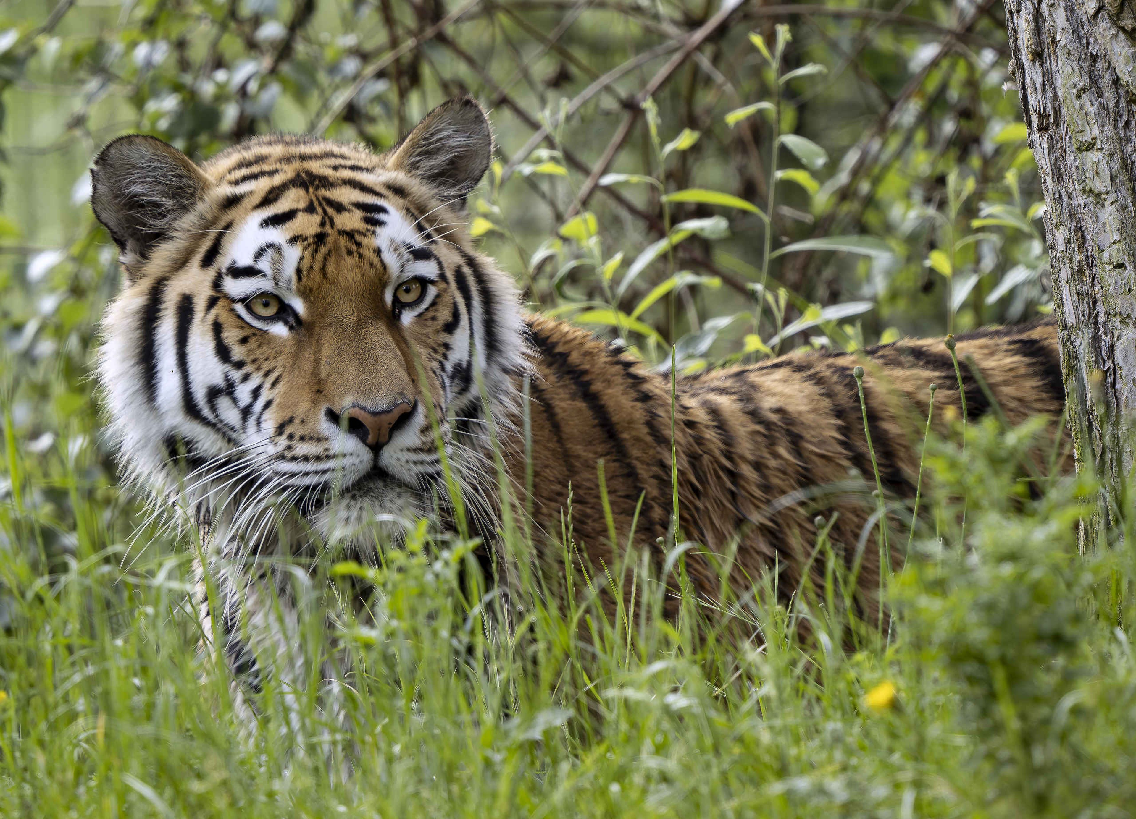 Een amoertijger kijkt van achter een boom in safaripark Beekse Bergen.