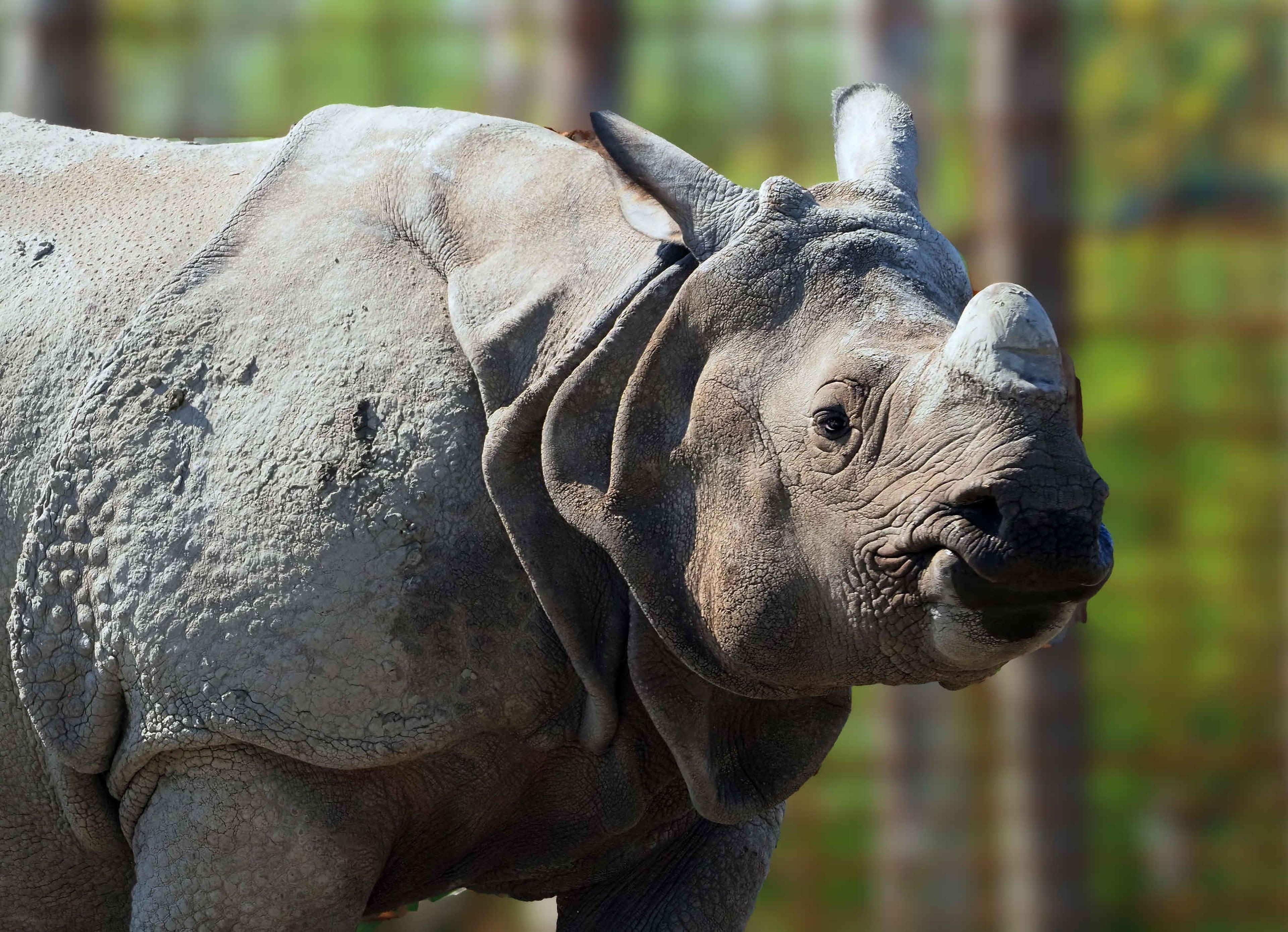 Close-up van een neushoorn in Eindhoven Zoo