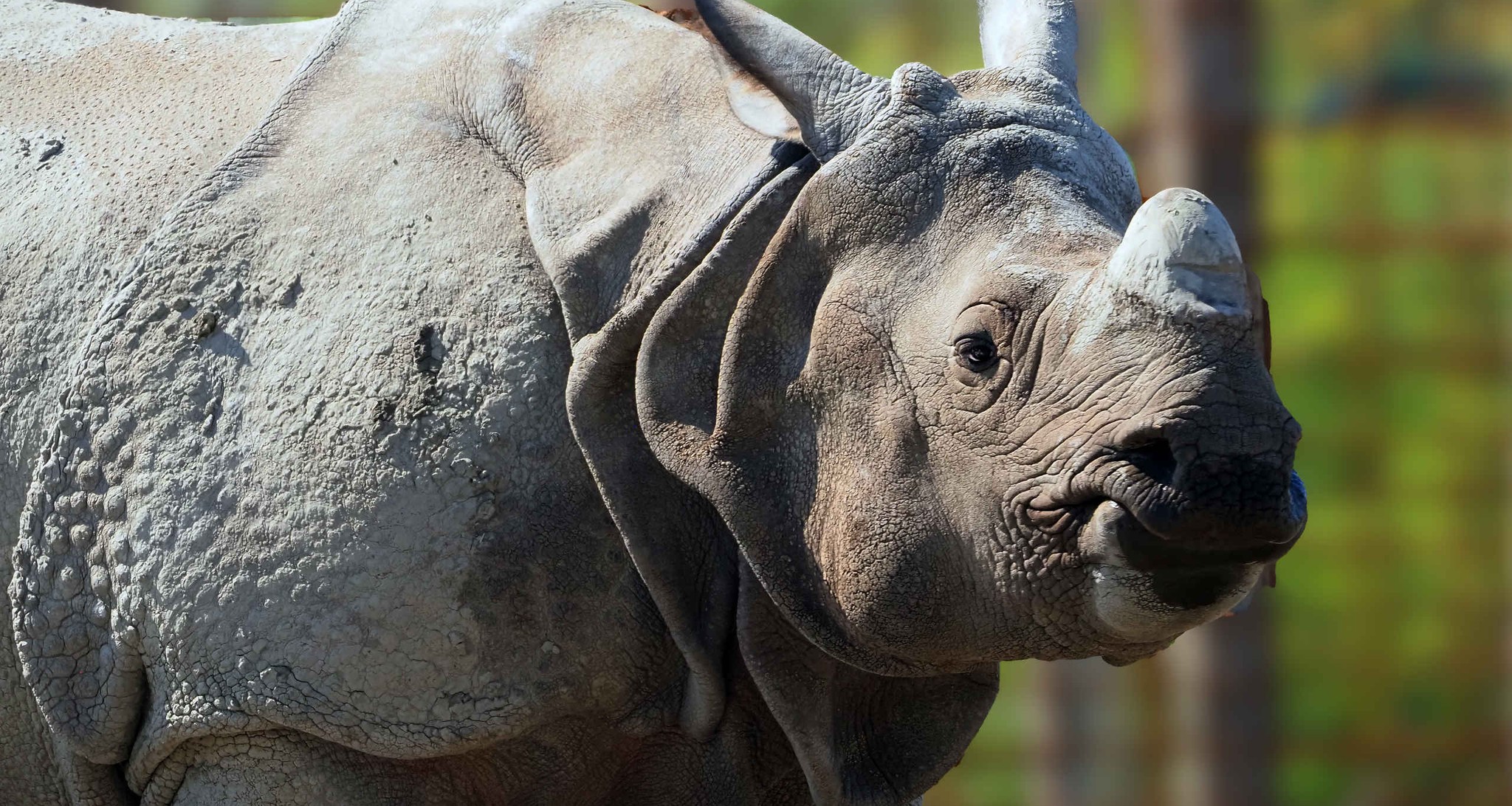 Indische neushoorn in Eindhoven Zoo.
