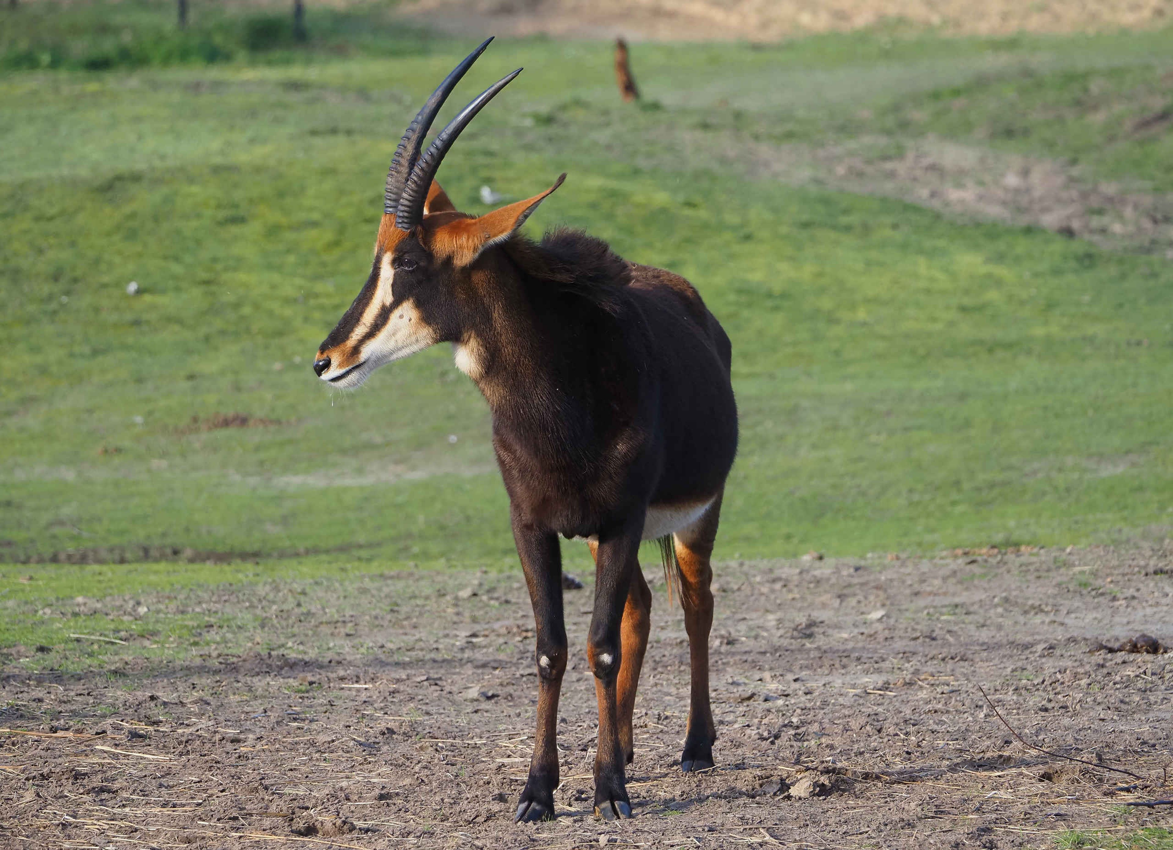 Dier van close-up op de savanne een zwart paardantilope in Safaripark Beekse Bergen