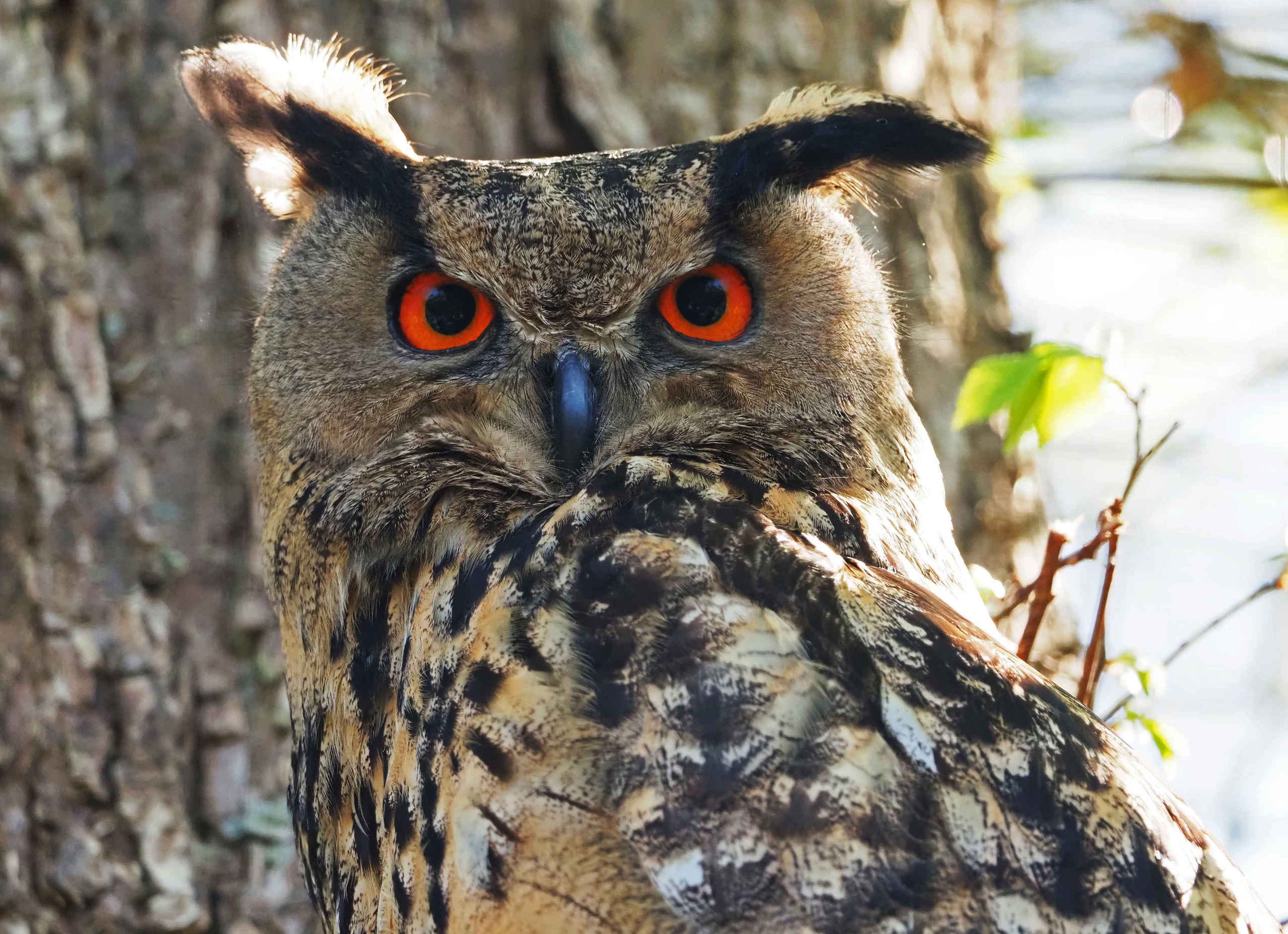 Een Europese Oehoe bij Eindhoven Zoo waar Libéma Wildlife Foundation actief is.