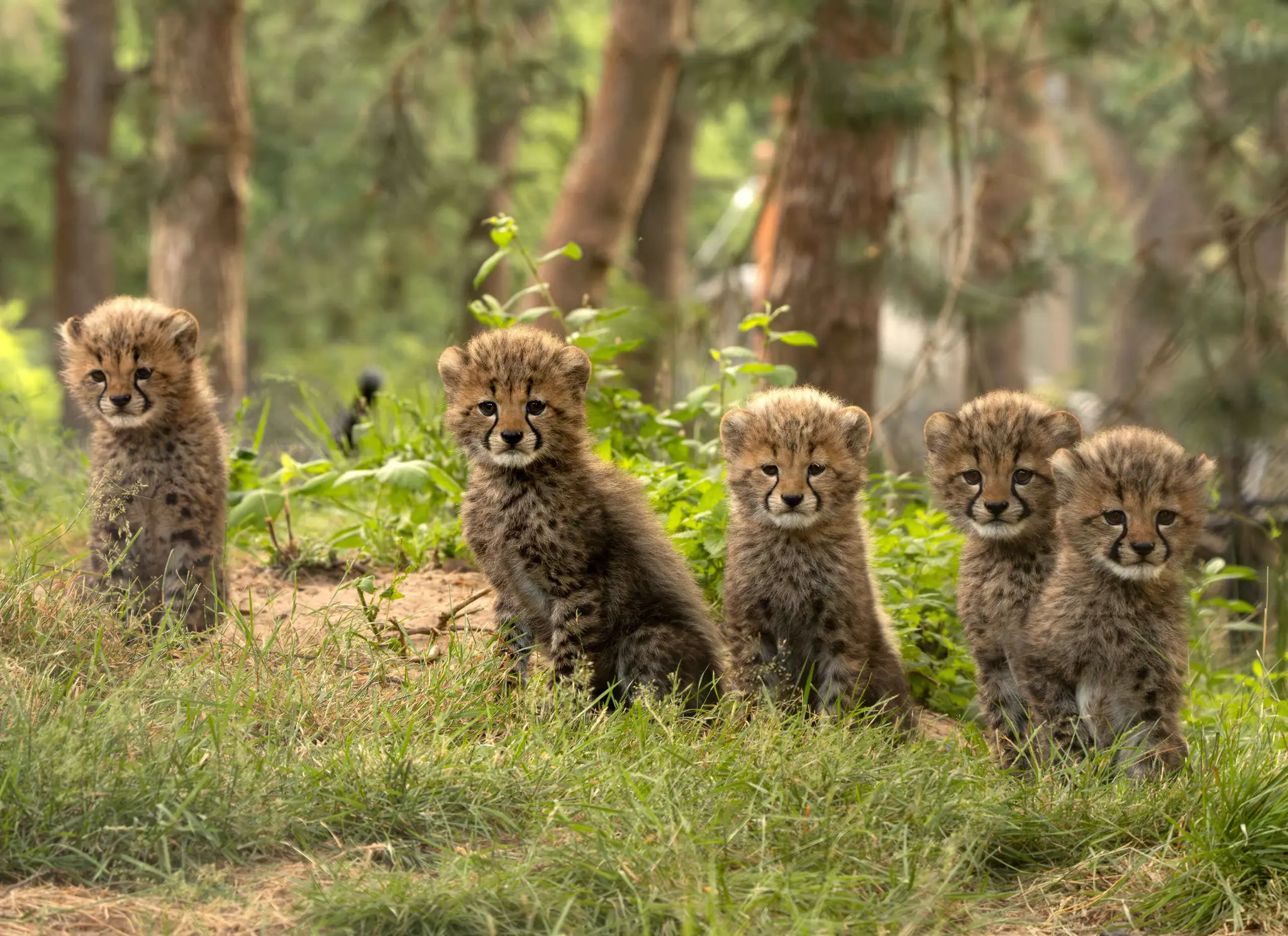 Cheetajongen in Safaripark Beekse Bergen