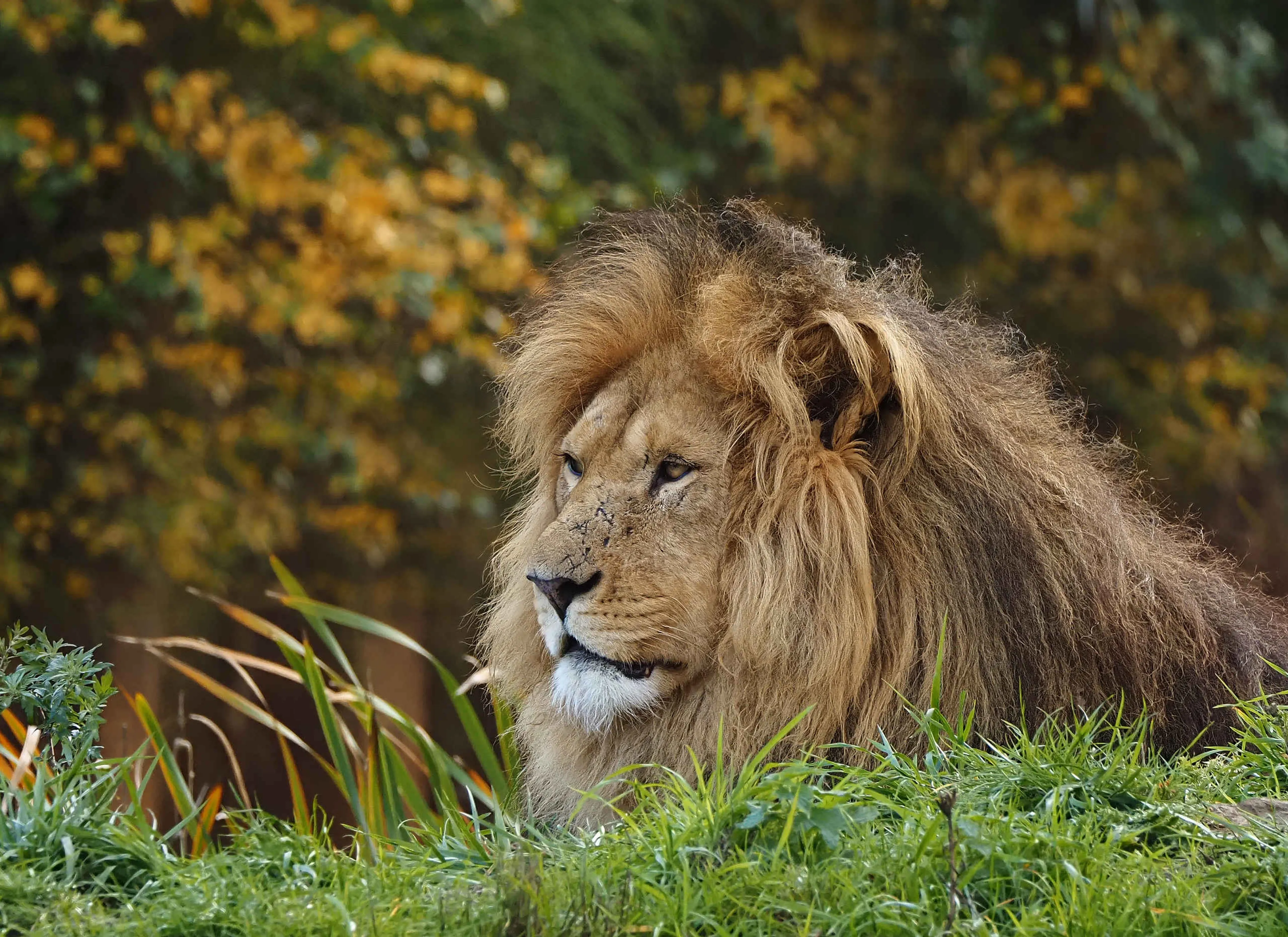Afrikaanse leeuw close-up zijkant liggend Safaripark Beekse Bergen
