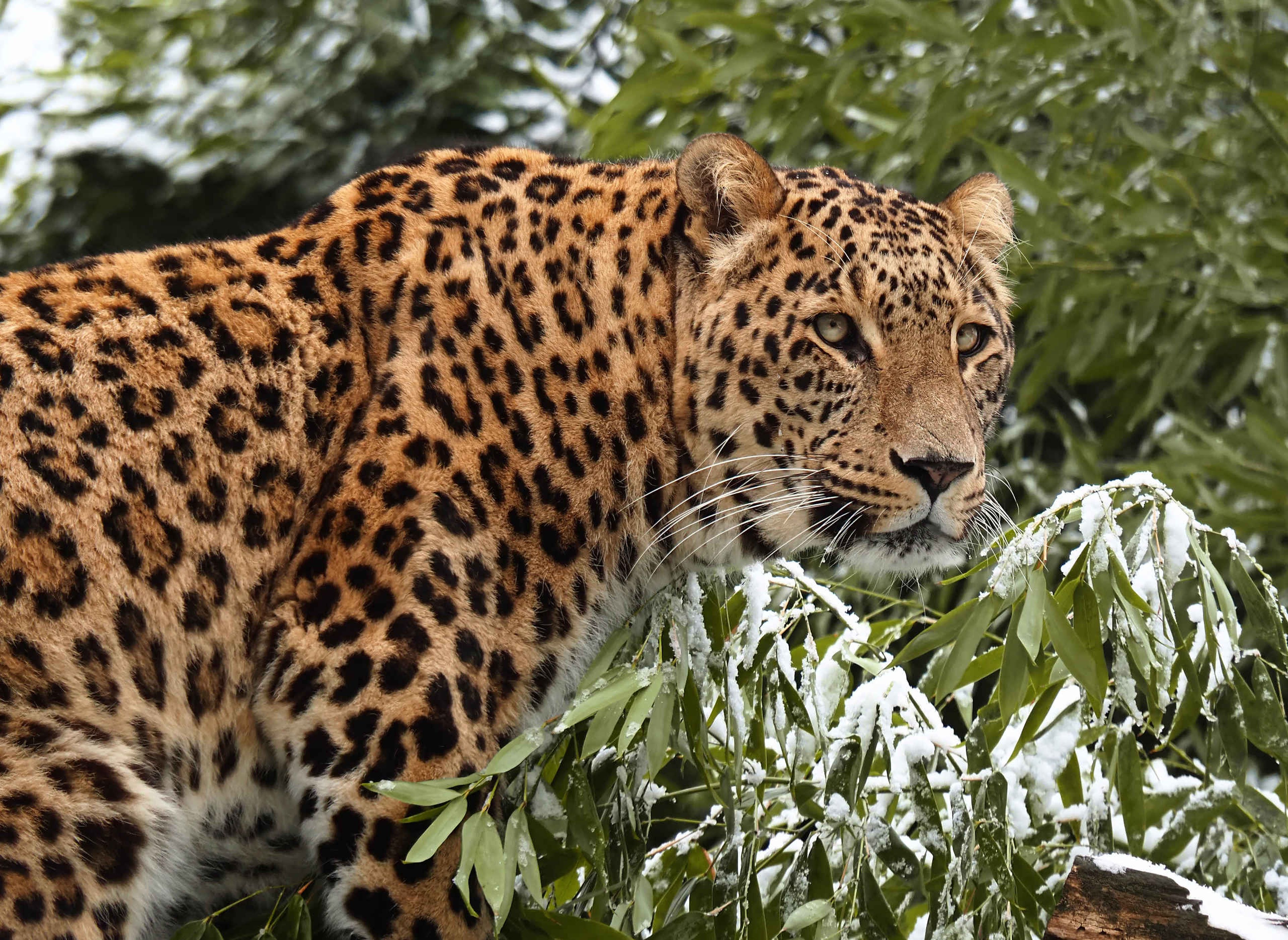 Een panter in de winter met besneeuwde bladeren in het Safaripark Beekse Bergen