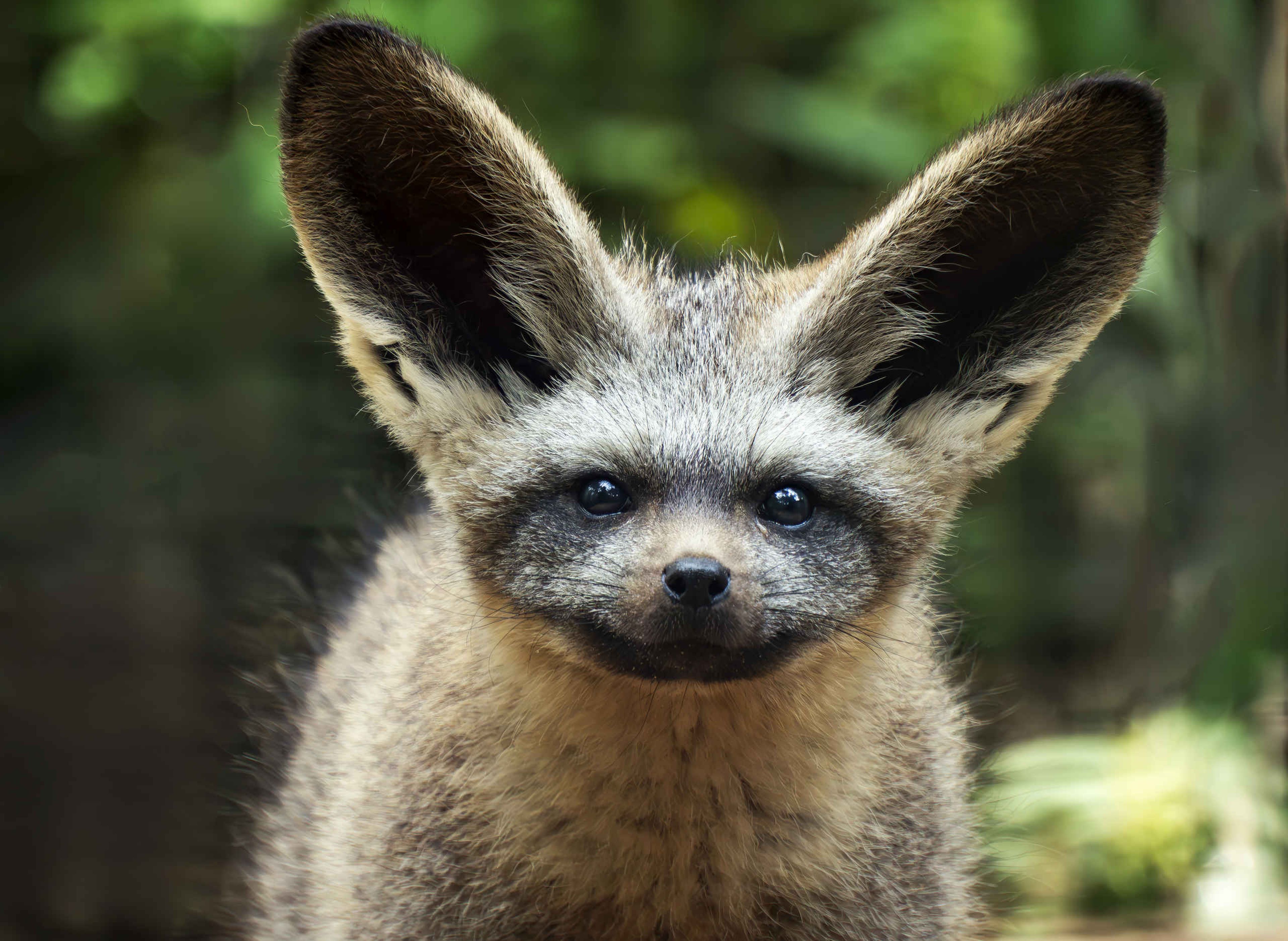 Close-up van een grootoorvos in Safaripark Beekse Bergen