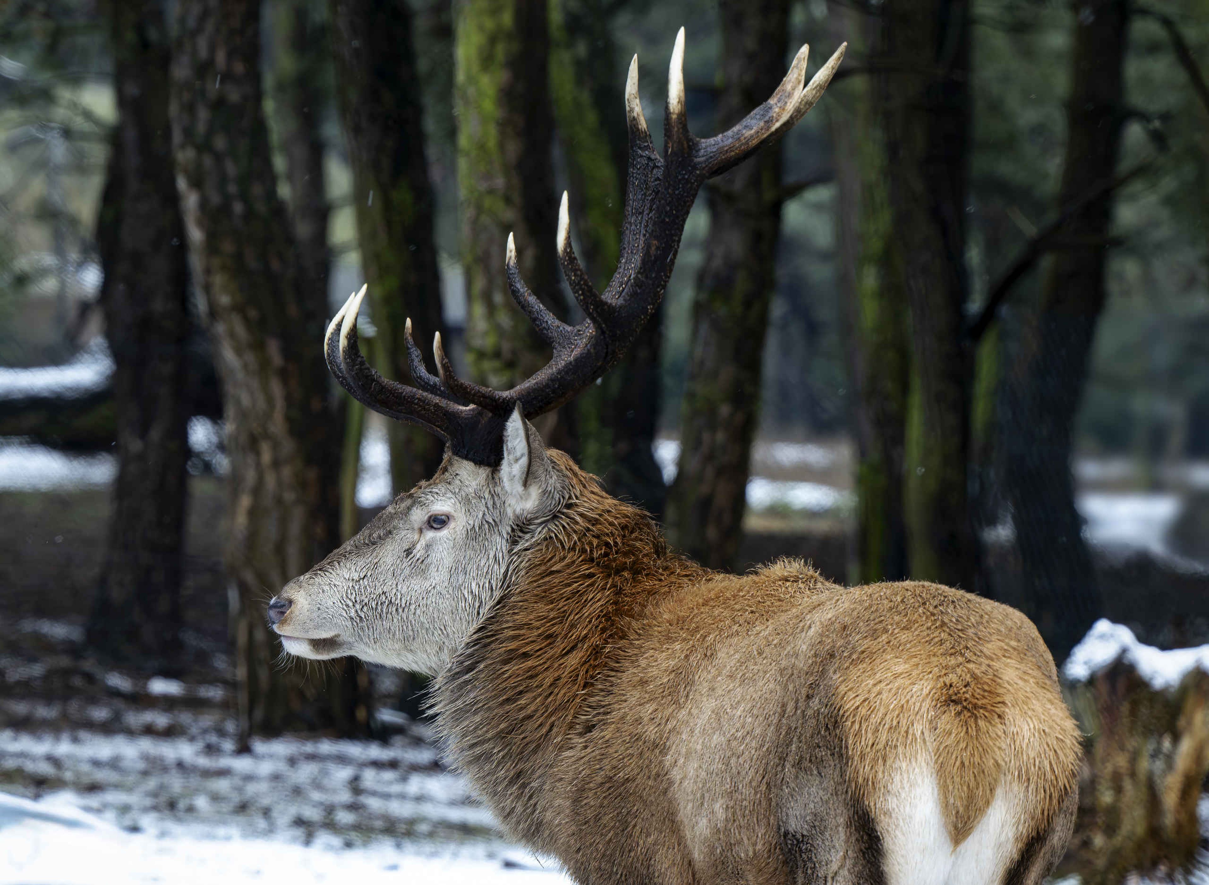 Edelhert in de winter in de sneeuw met een groot gewei in Safaripark Beekse Bergen