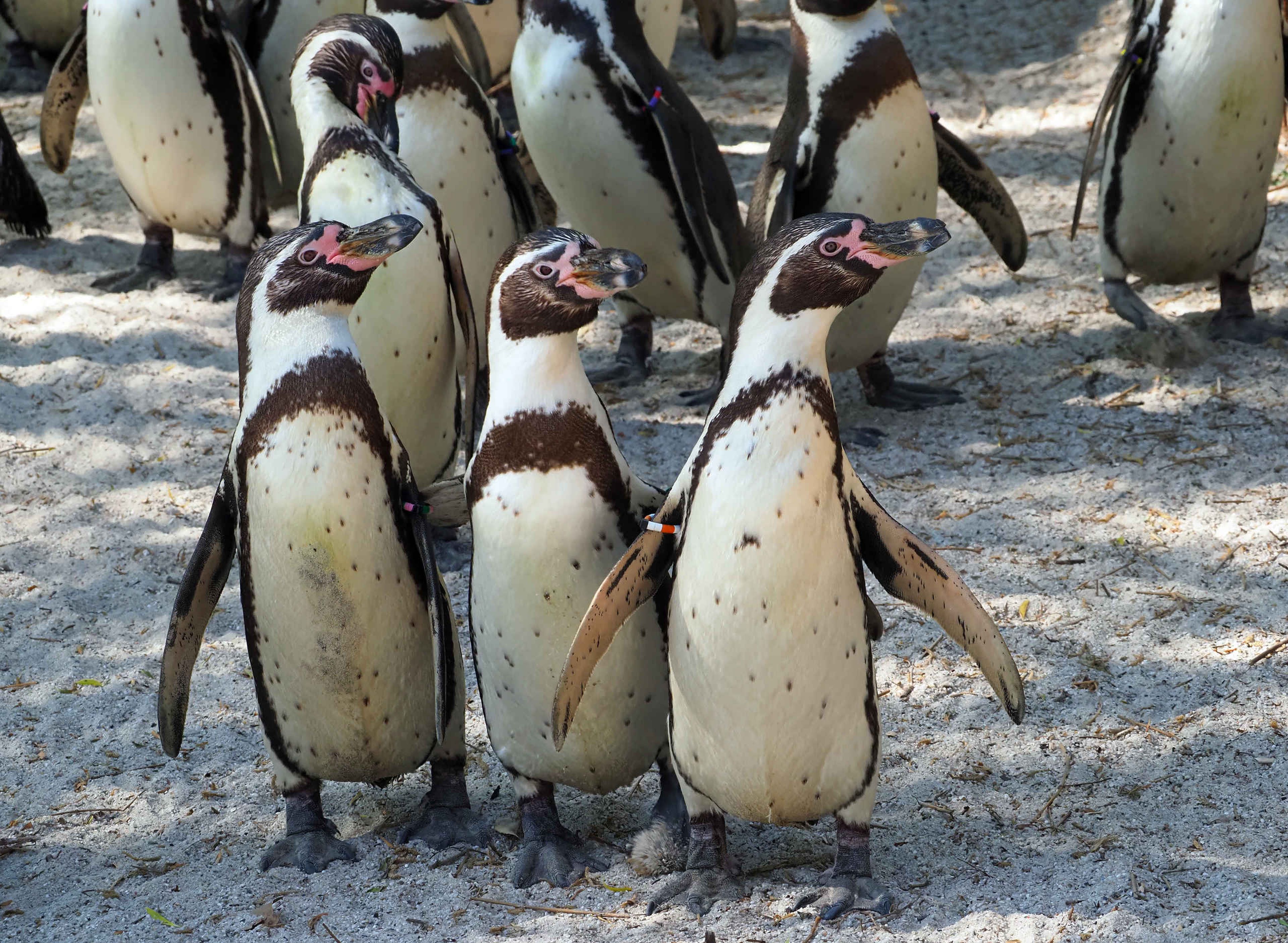 Een groep Afrikaanse pinguïns bij Eindhoven Zoo.