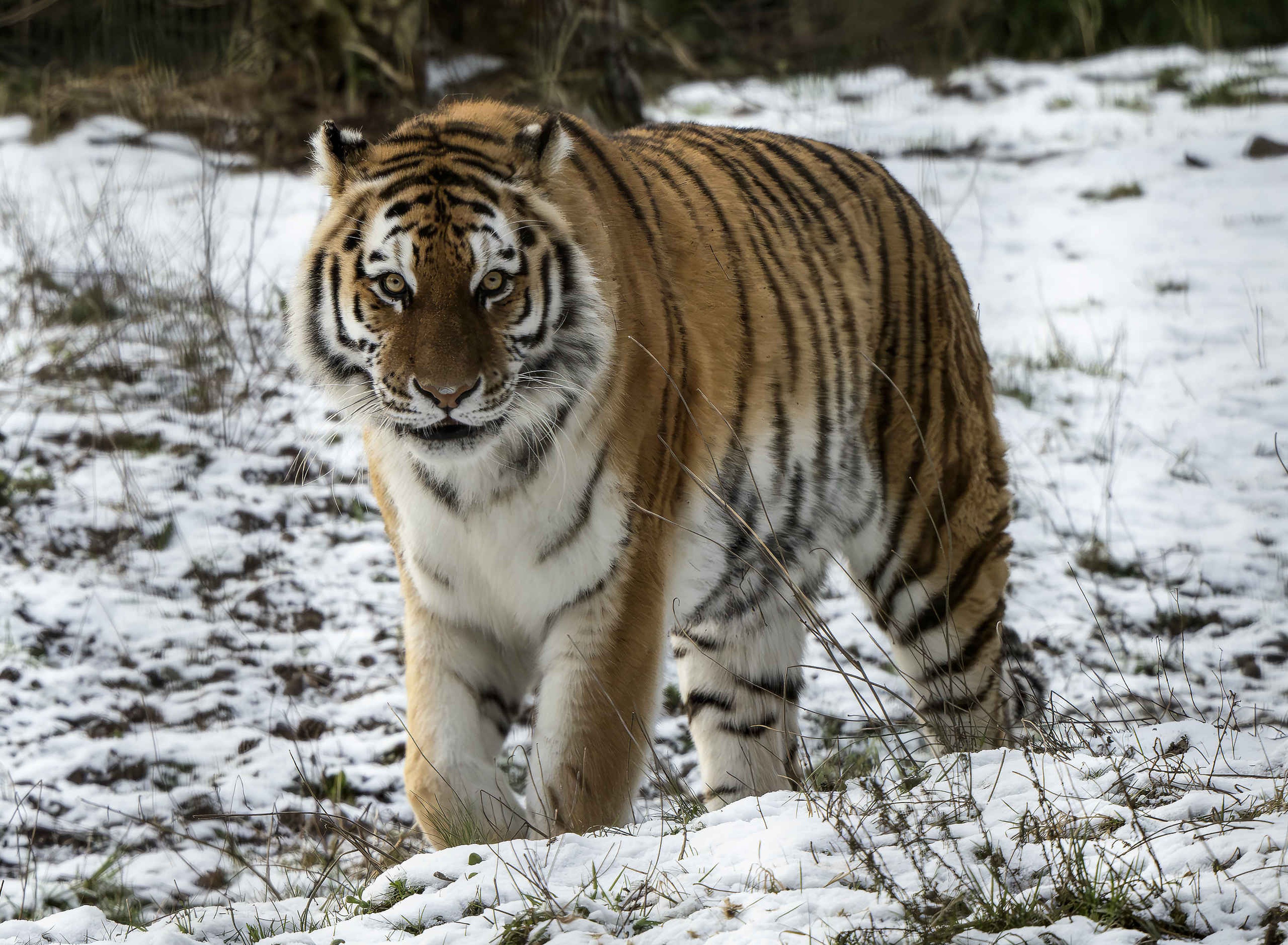 Een amoertijger loopt door de sneeuw in Safaripark Beekse Bergen.