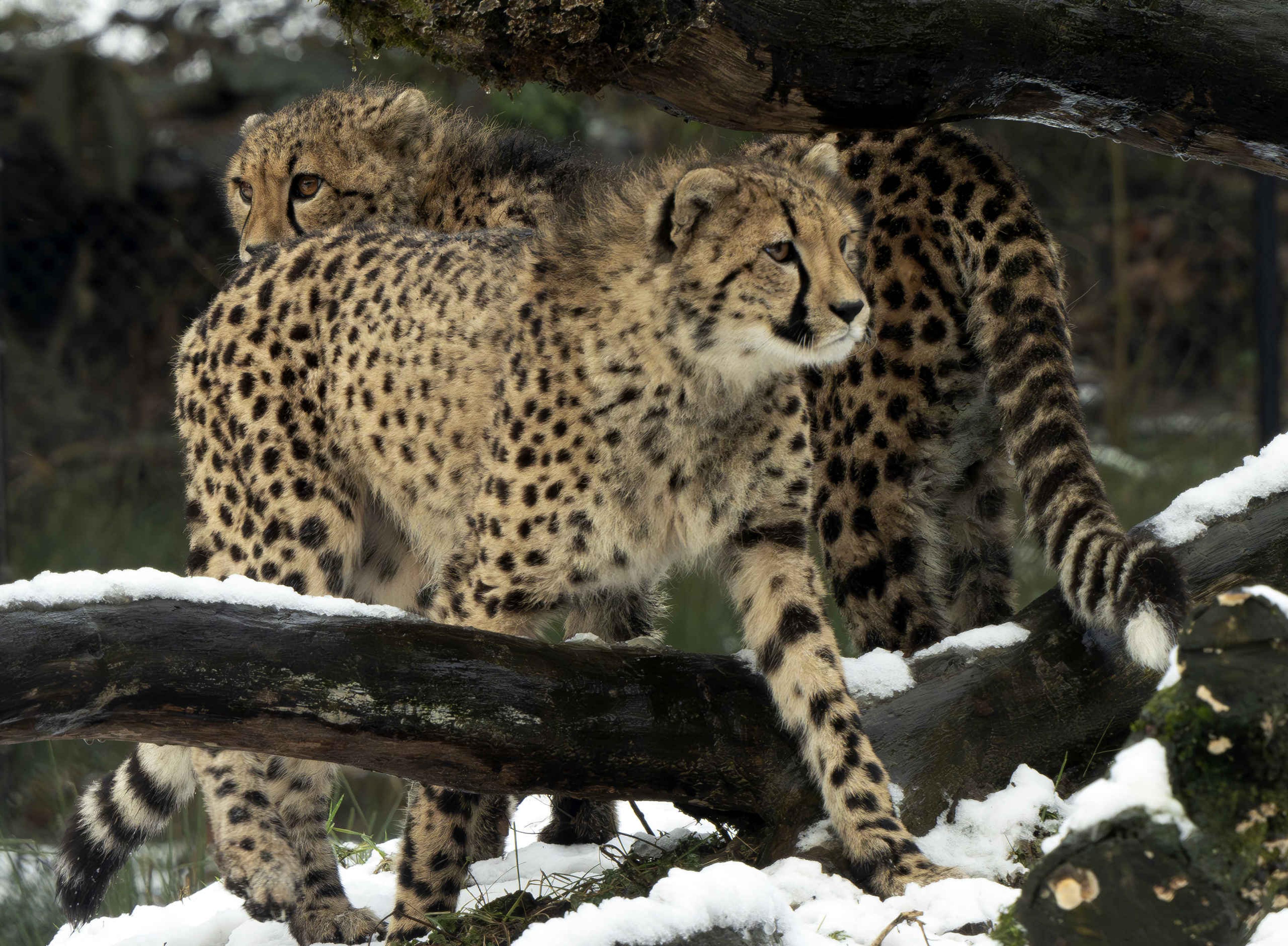 Twee zuidelijke cheeta's lopen door de sneeuw in de winter bij Safaripark Beekse Bergen.