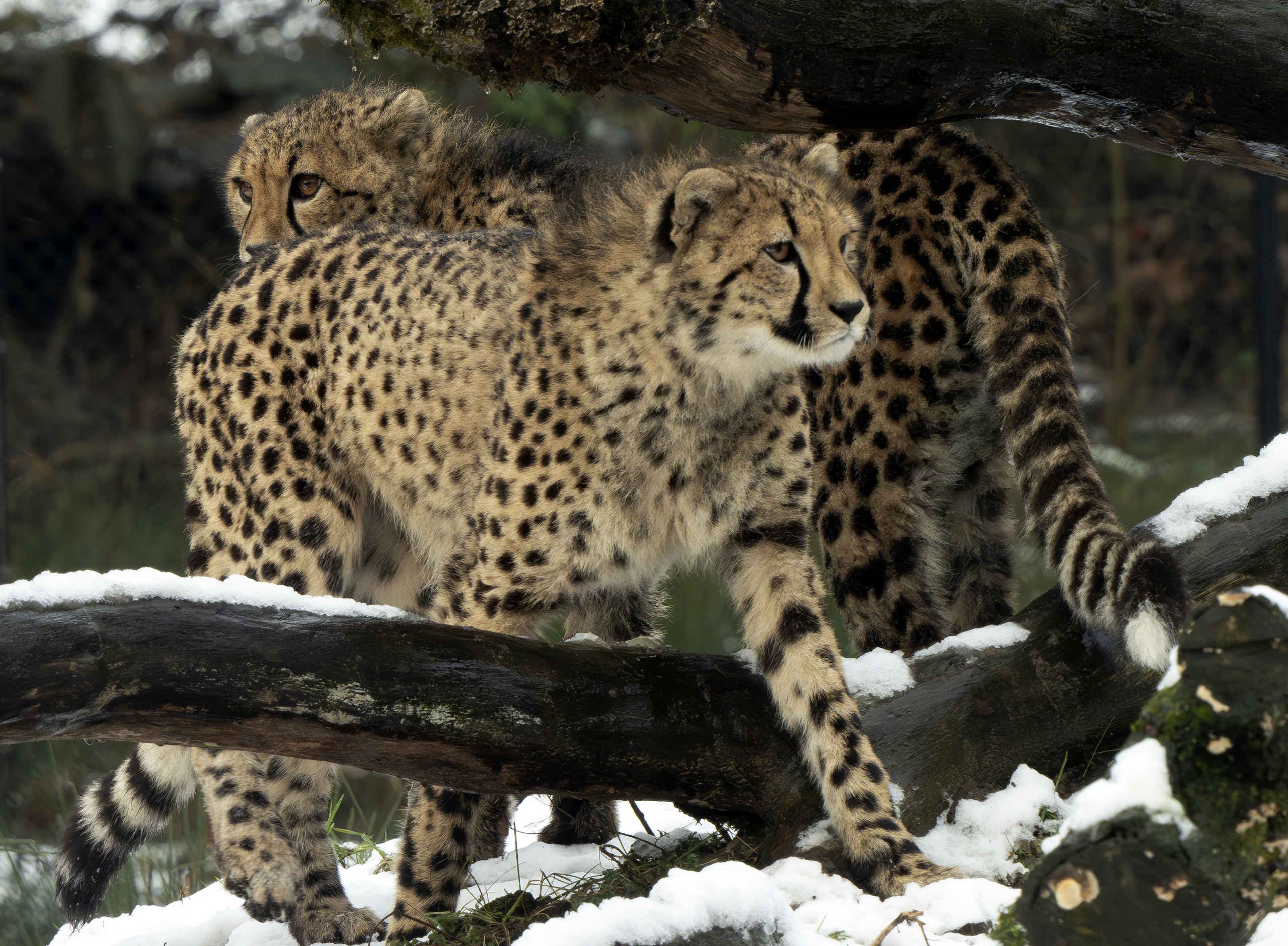 Twee zuidelijke cheeta's lopen door de sneeuw in de winter bij Safaripark Beekse Bergen.