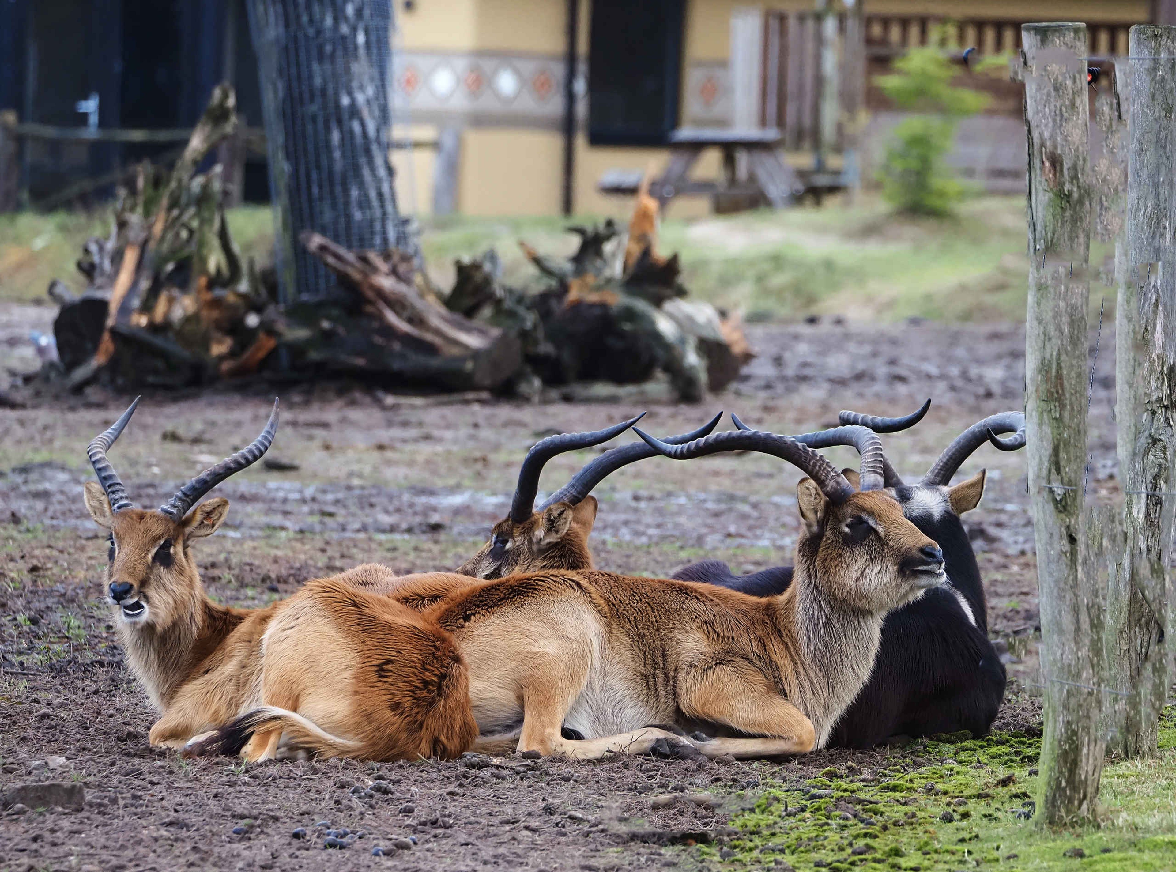 Nijlantilope op de savanne op het Safari Resort in Beekse Bergen