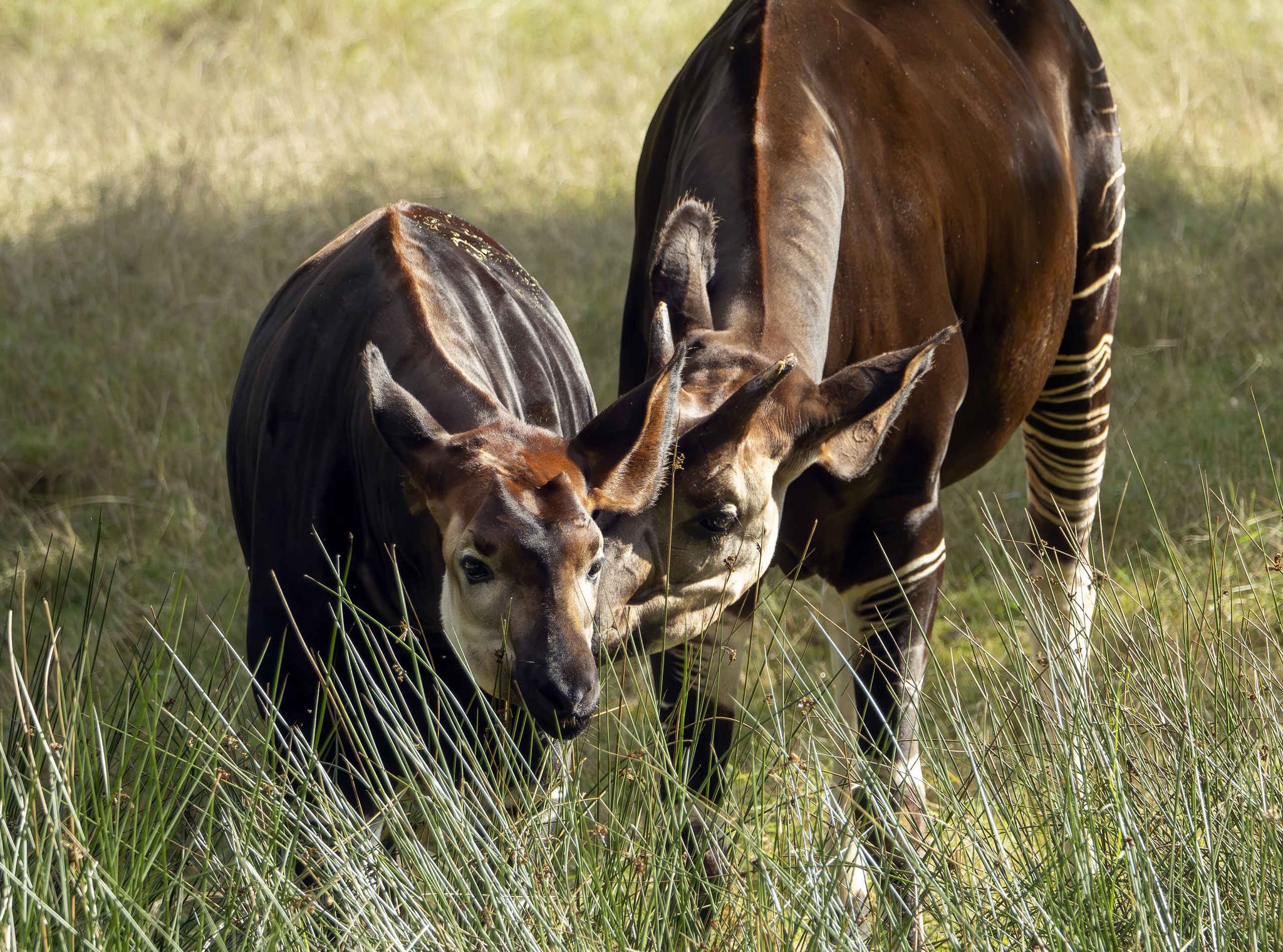 Okapi's in het gras bij Safaripark Beekse Bergen