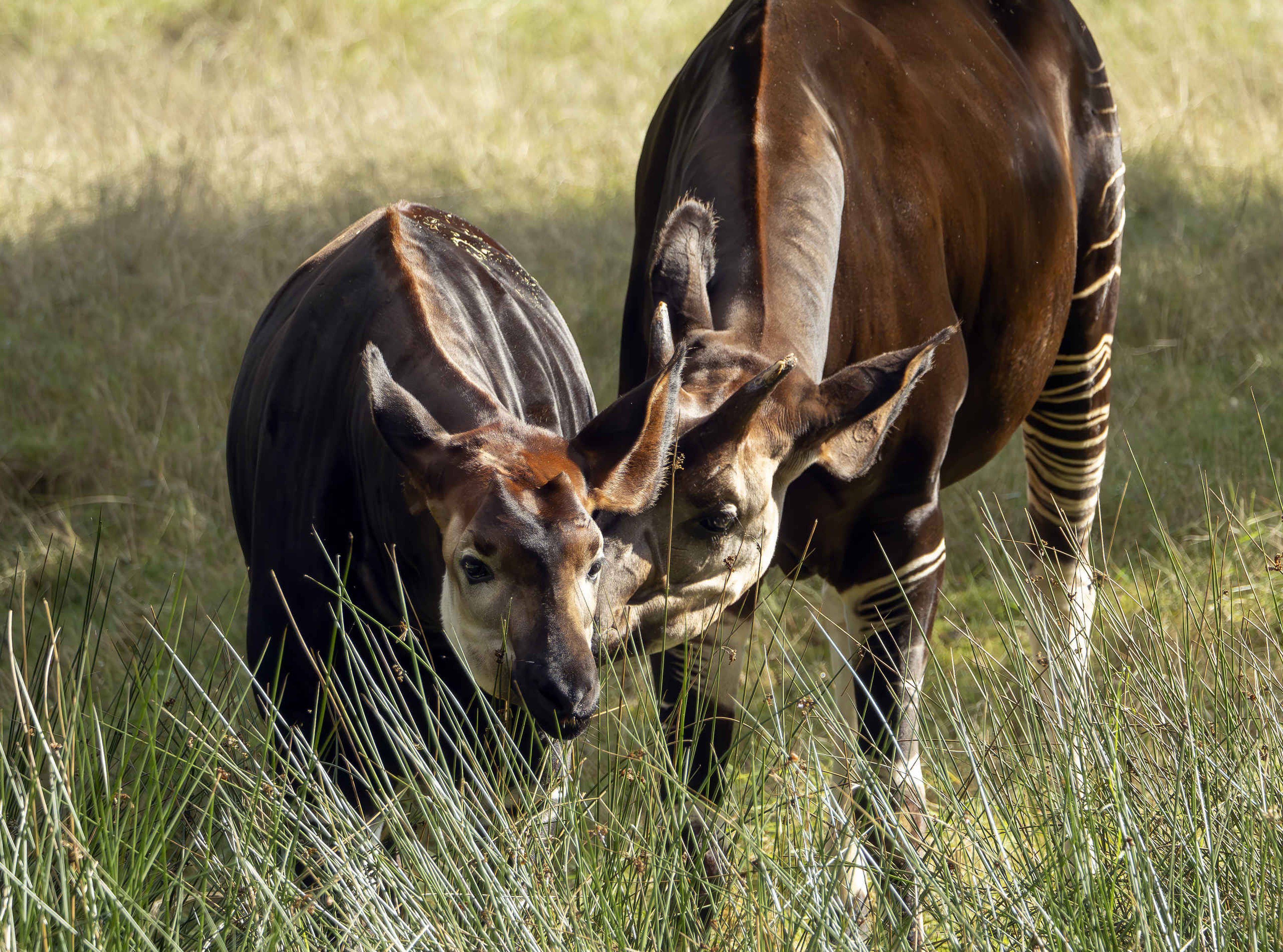 Okapi's in het gras bij Safaripark Beekse Bergen