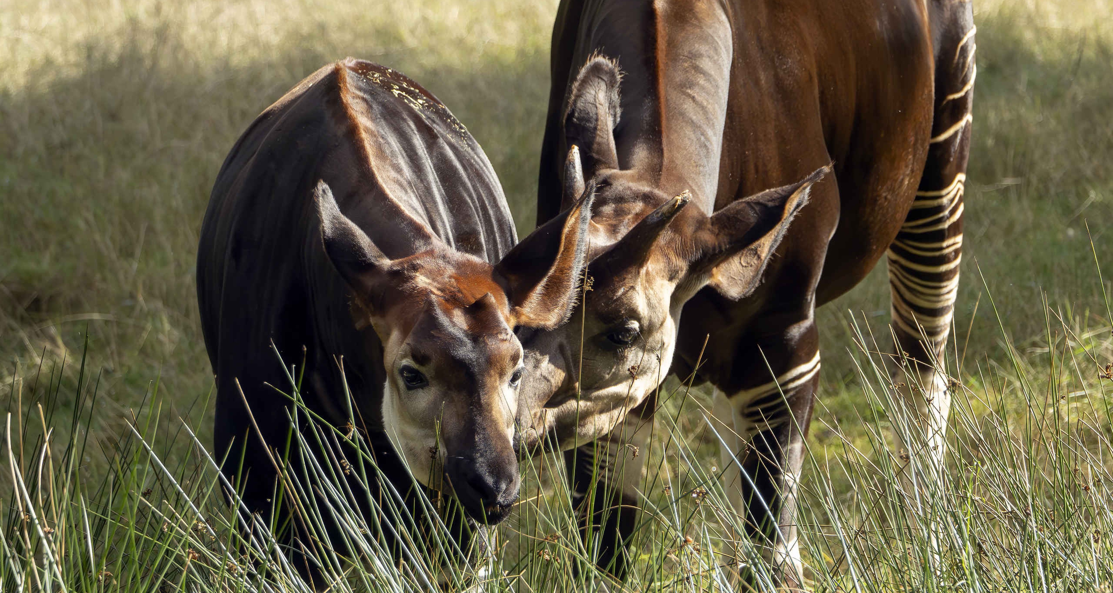Okapi's in het gras bij Safaripark Beekse Bergen