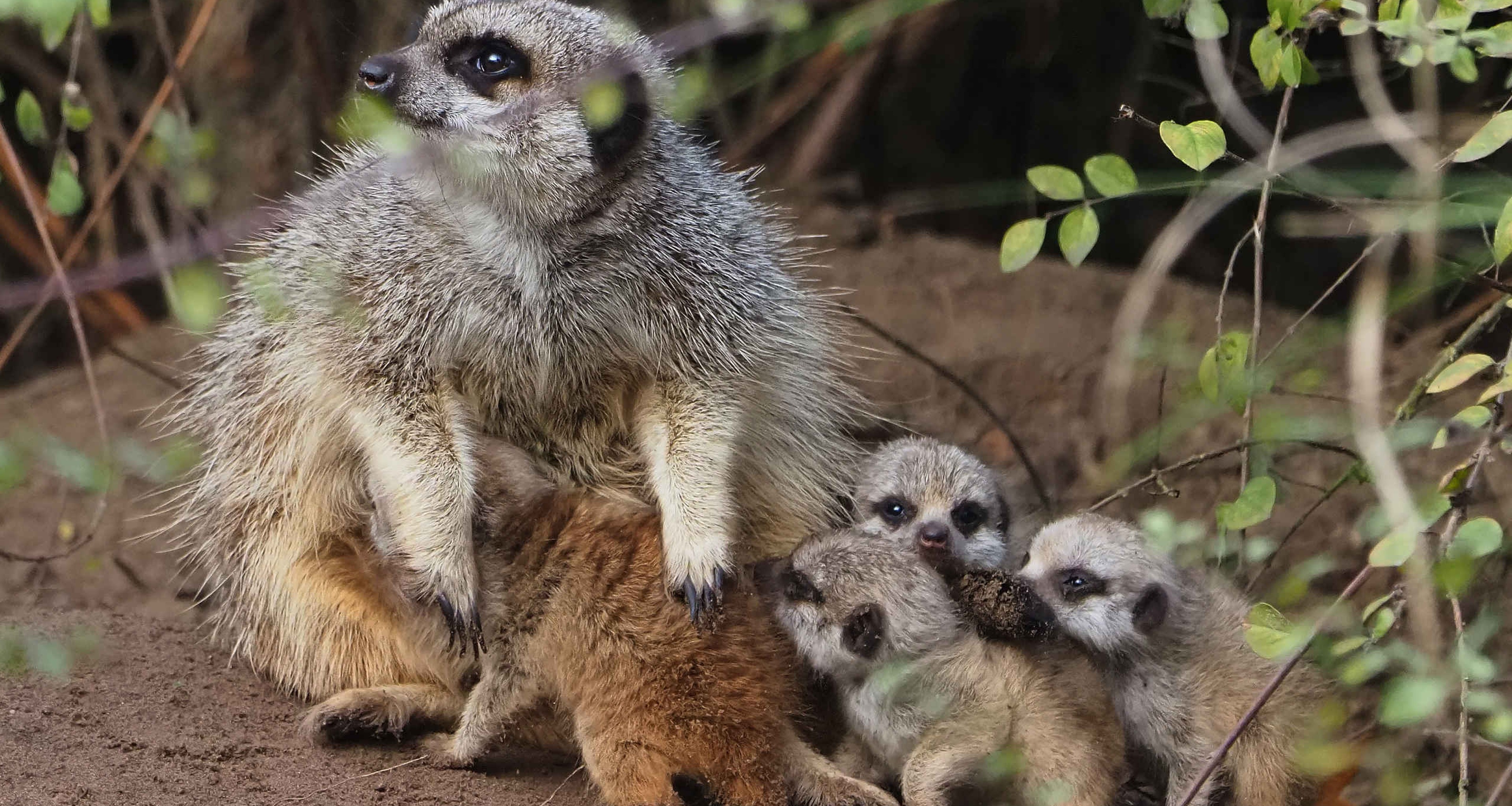 Jonge stokstaartjes geboorte van een groep in Safaripark Beekse Bergen