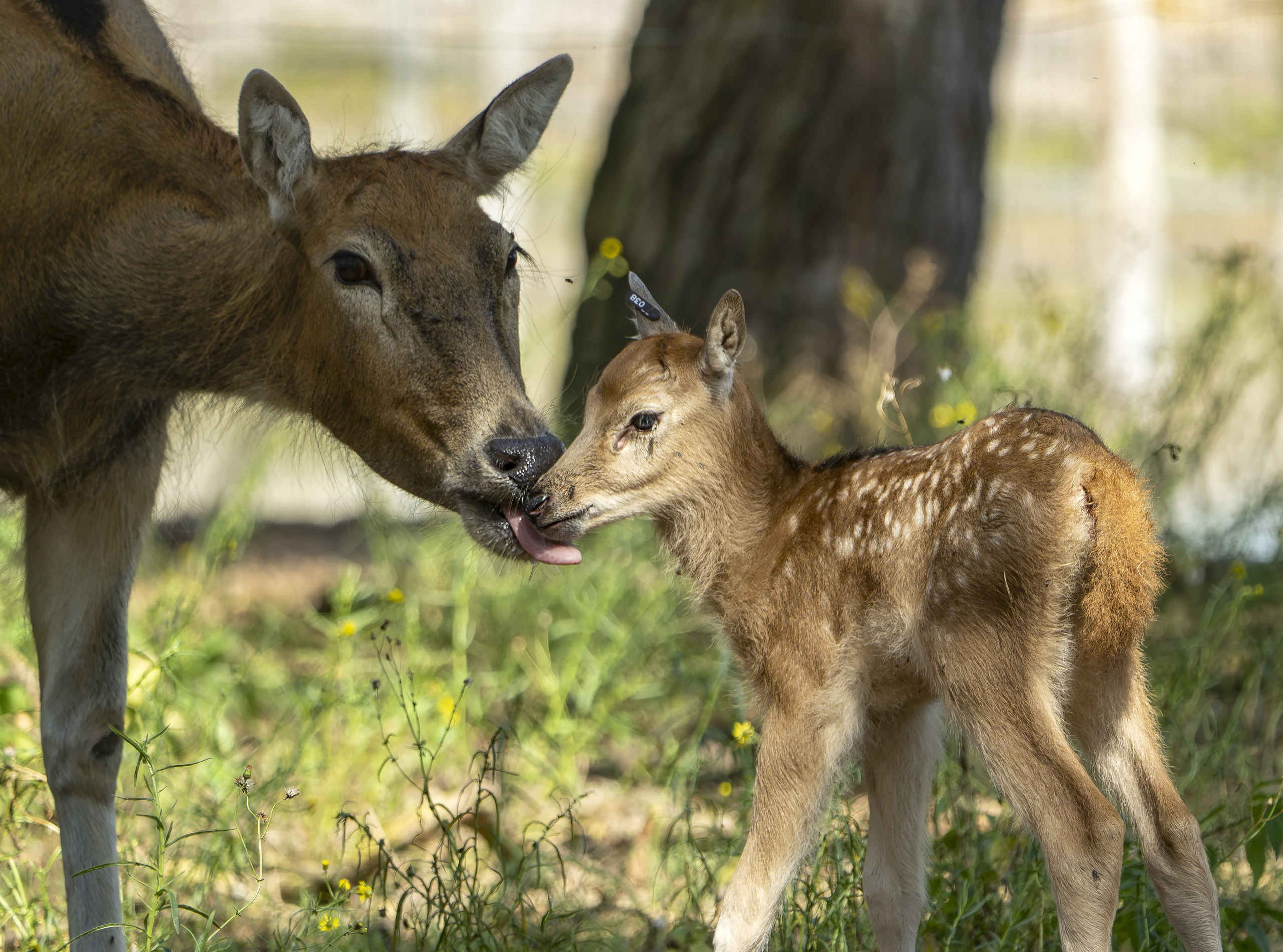 Jong Pater Davidsherten Safaripark Beekse Bergen
