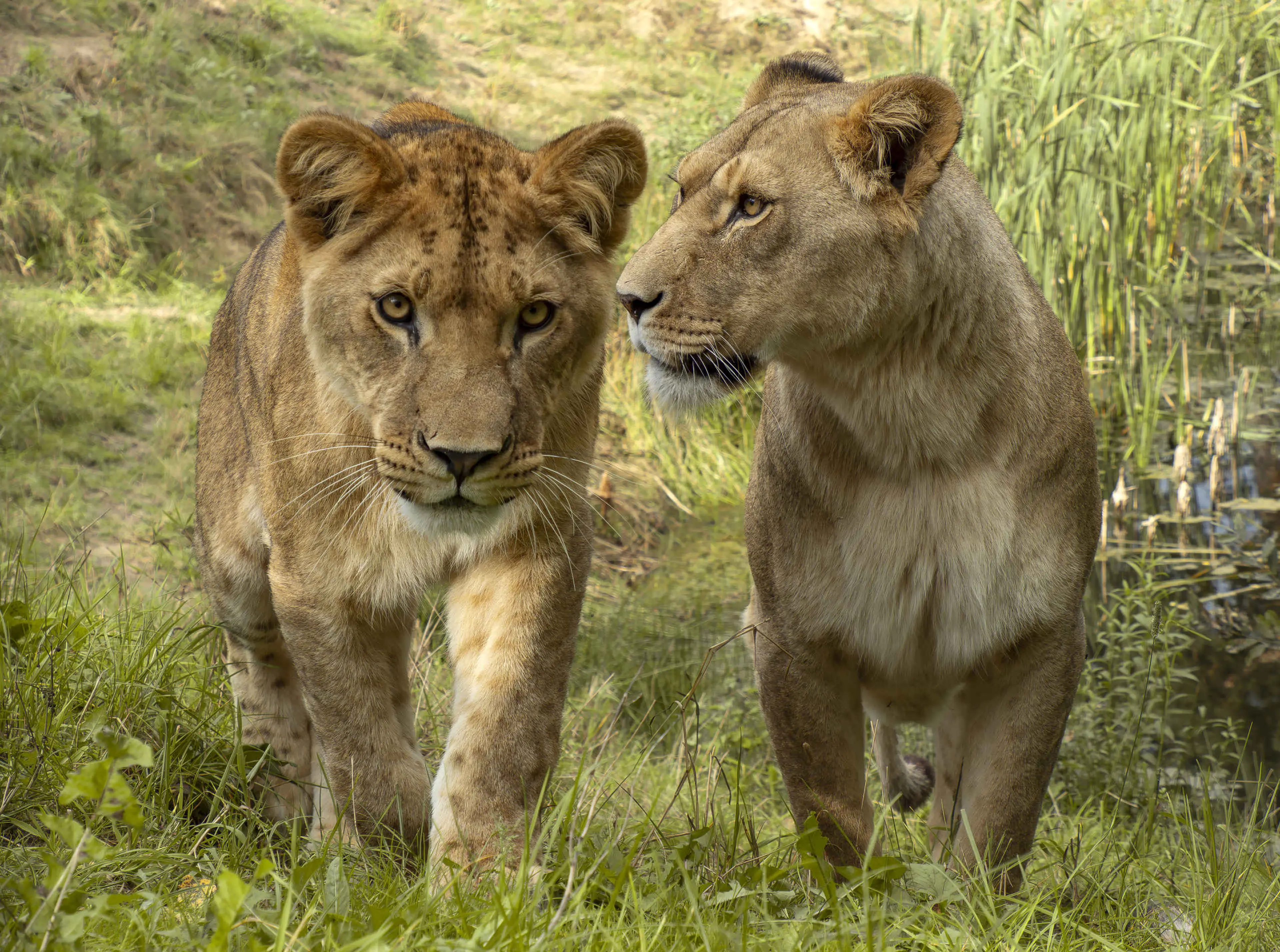 Leeuwen - Beekse Bergen