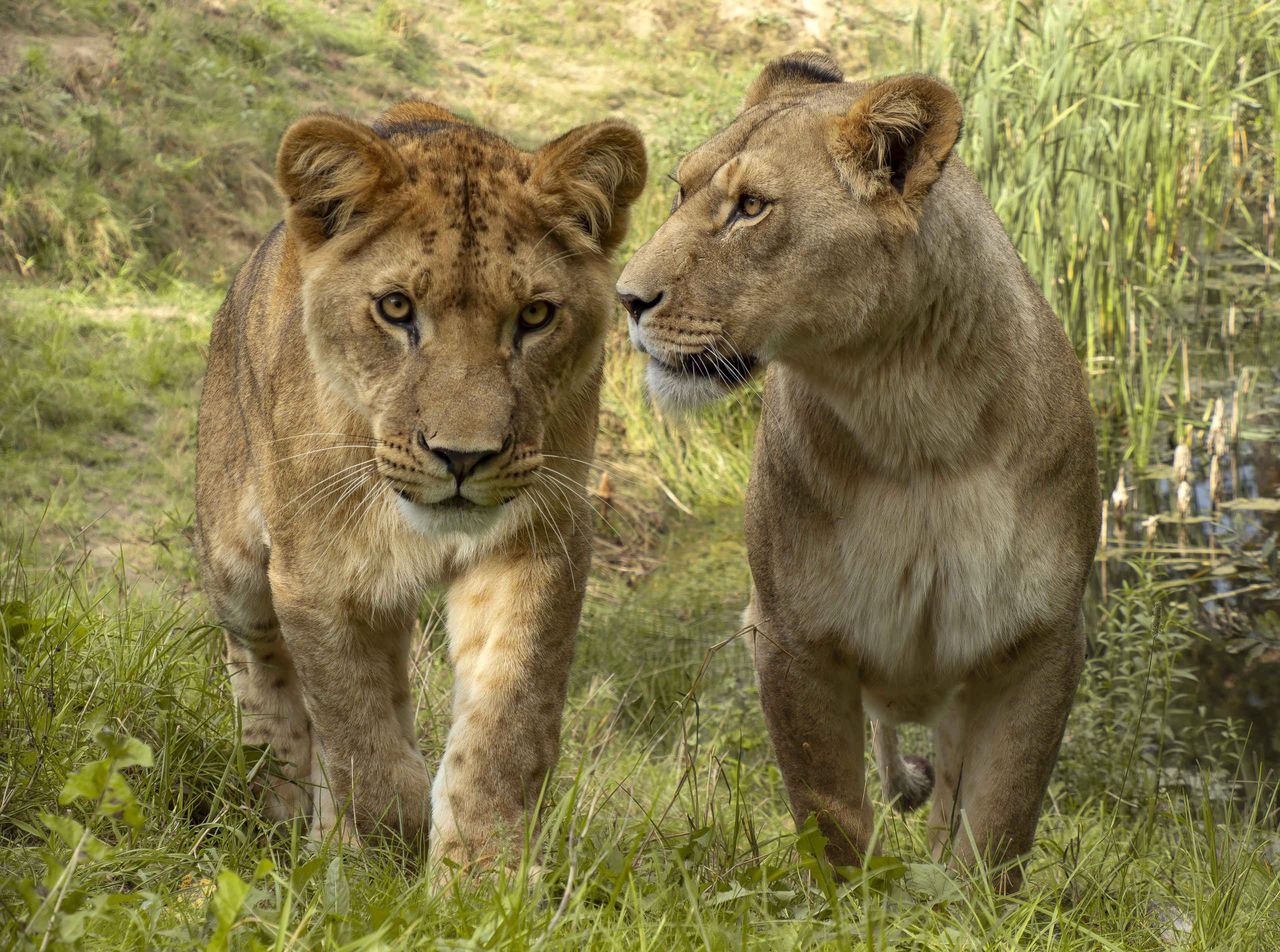 Leeuwen - Beekse Bergen