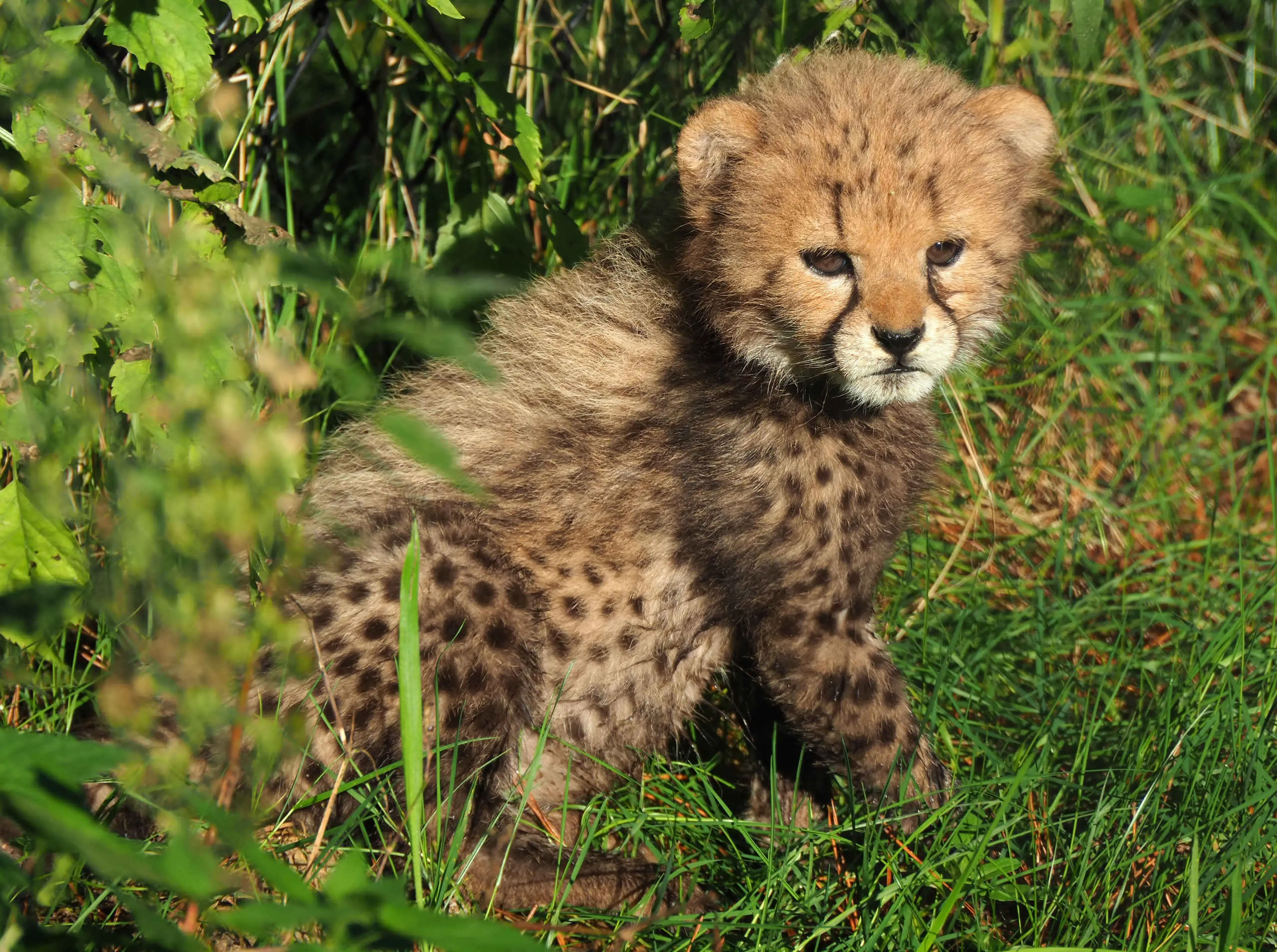 Jonge cheetah buiten in Safaripark Beekse Bergen