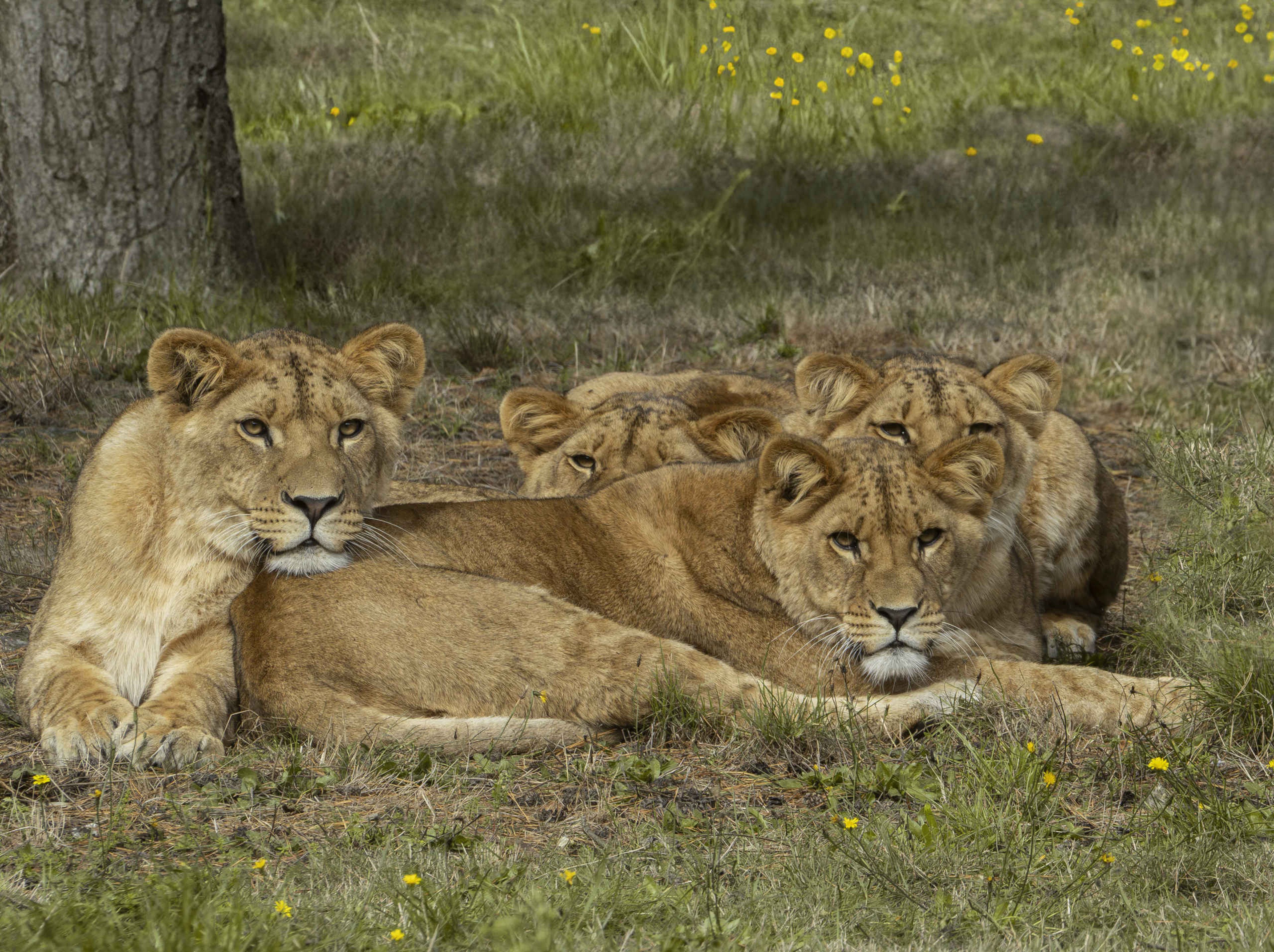 Leeuwen close-up liggend gras Safaripark Beekse Bergen