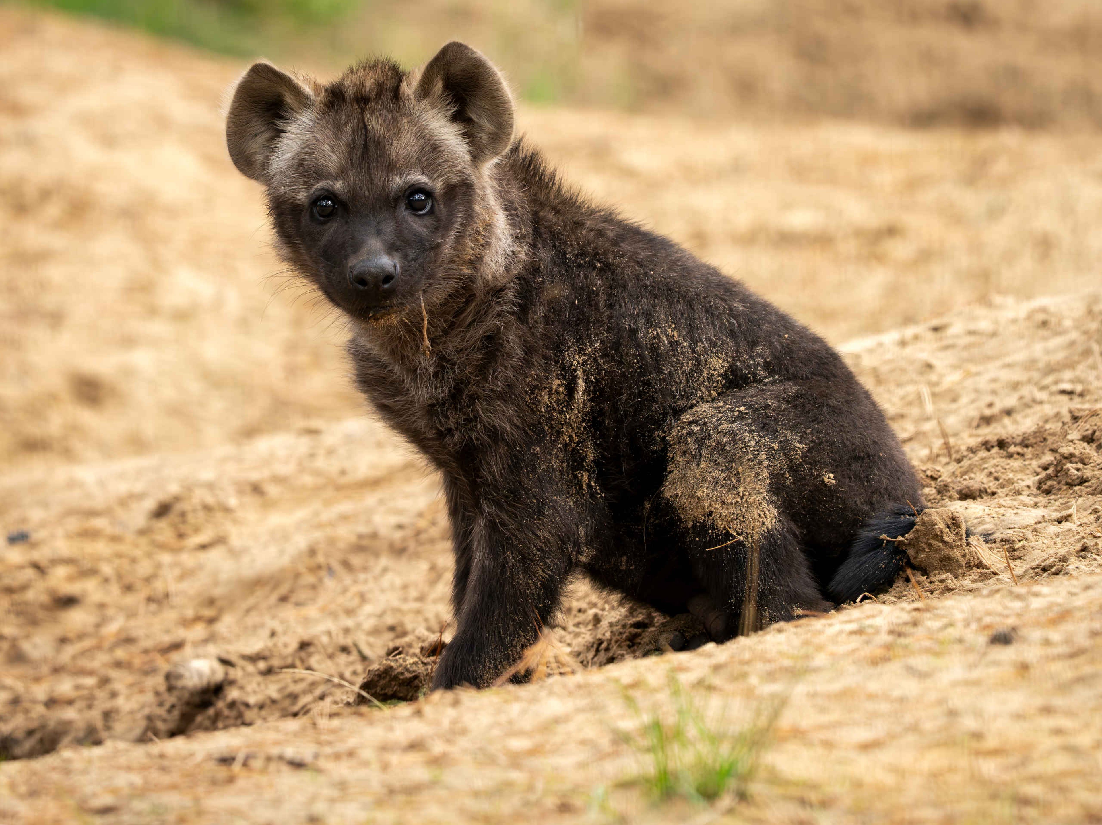 Close-up van de jonge gevlekte hyena in Safaripark Beekse Bergen