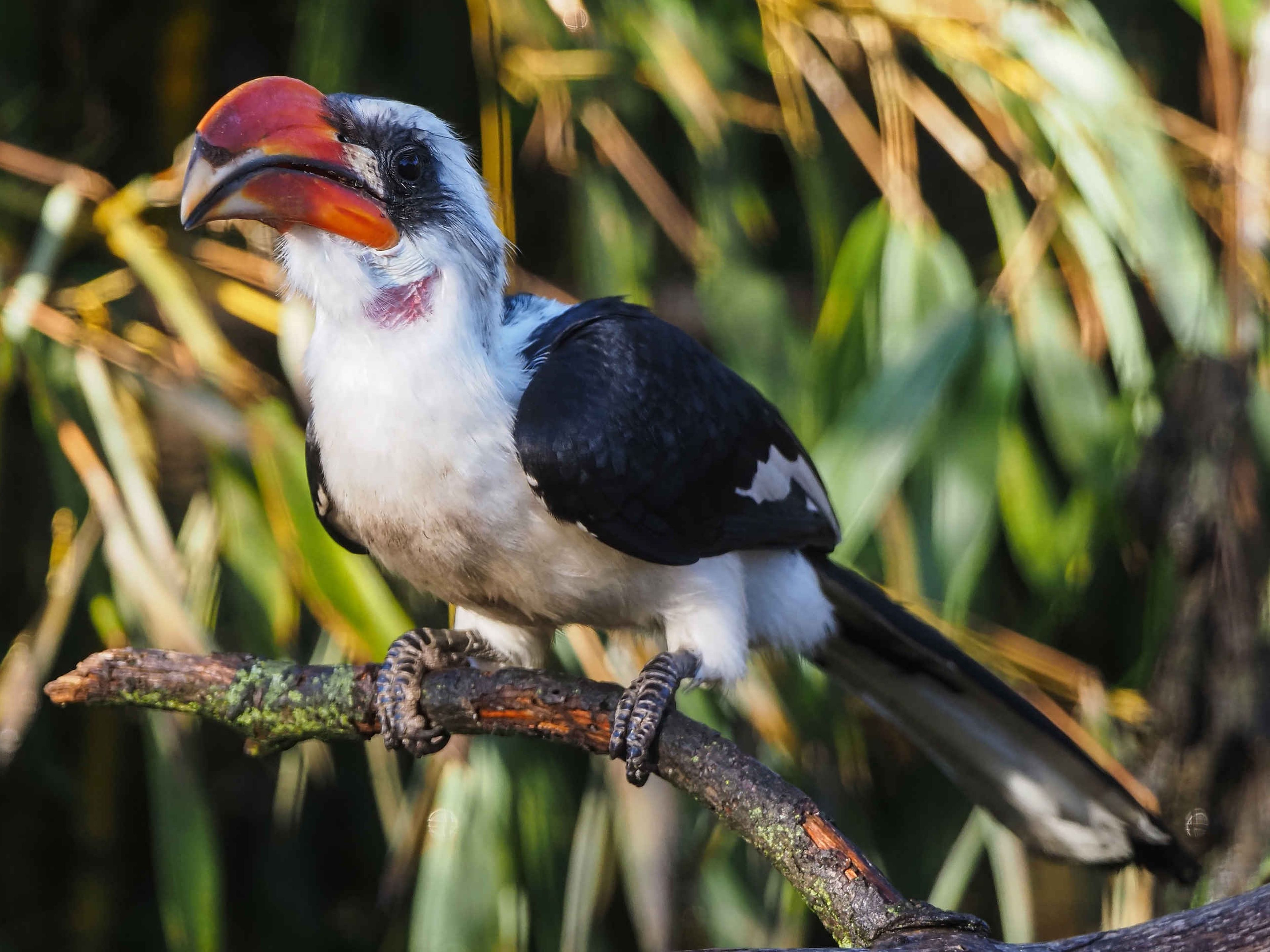 Een Von der Decken tok, EEP bij ZooParc Overloon.