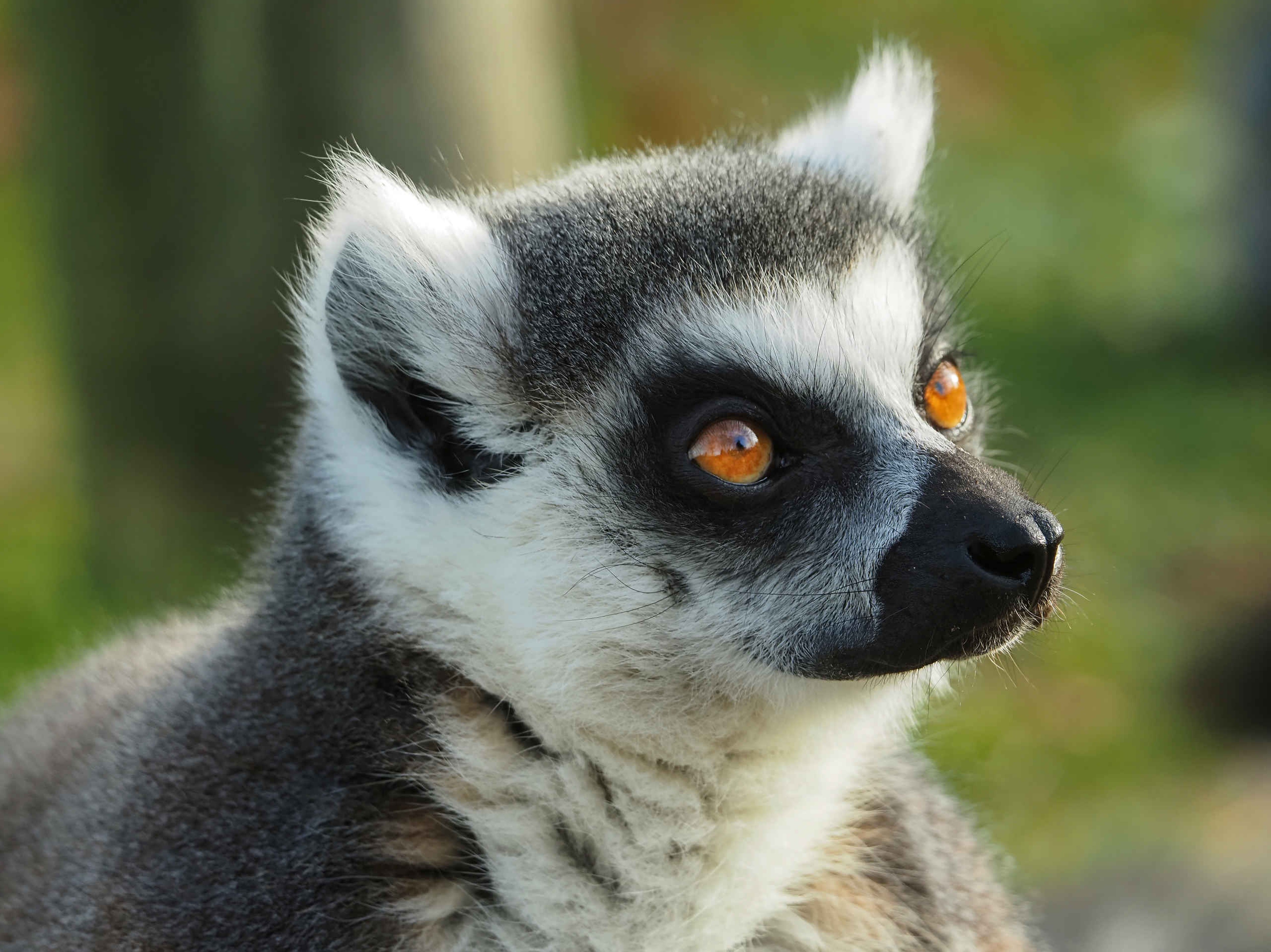 Een ringstaartmaki in Eindhoven Zoo.
