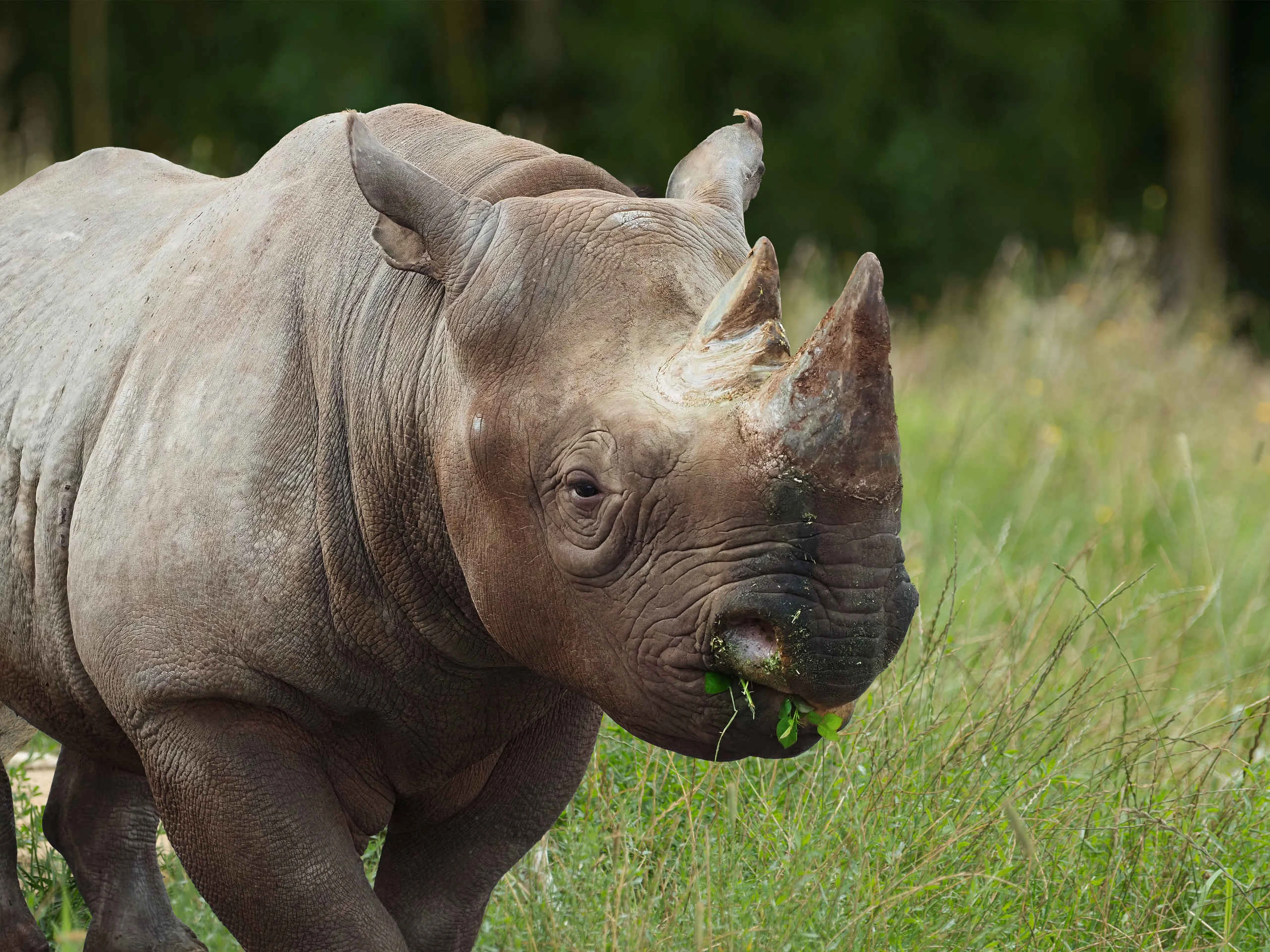 Zwarte neushoorn aan het eten in Safaripark Beekse Bergen