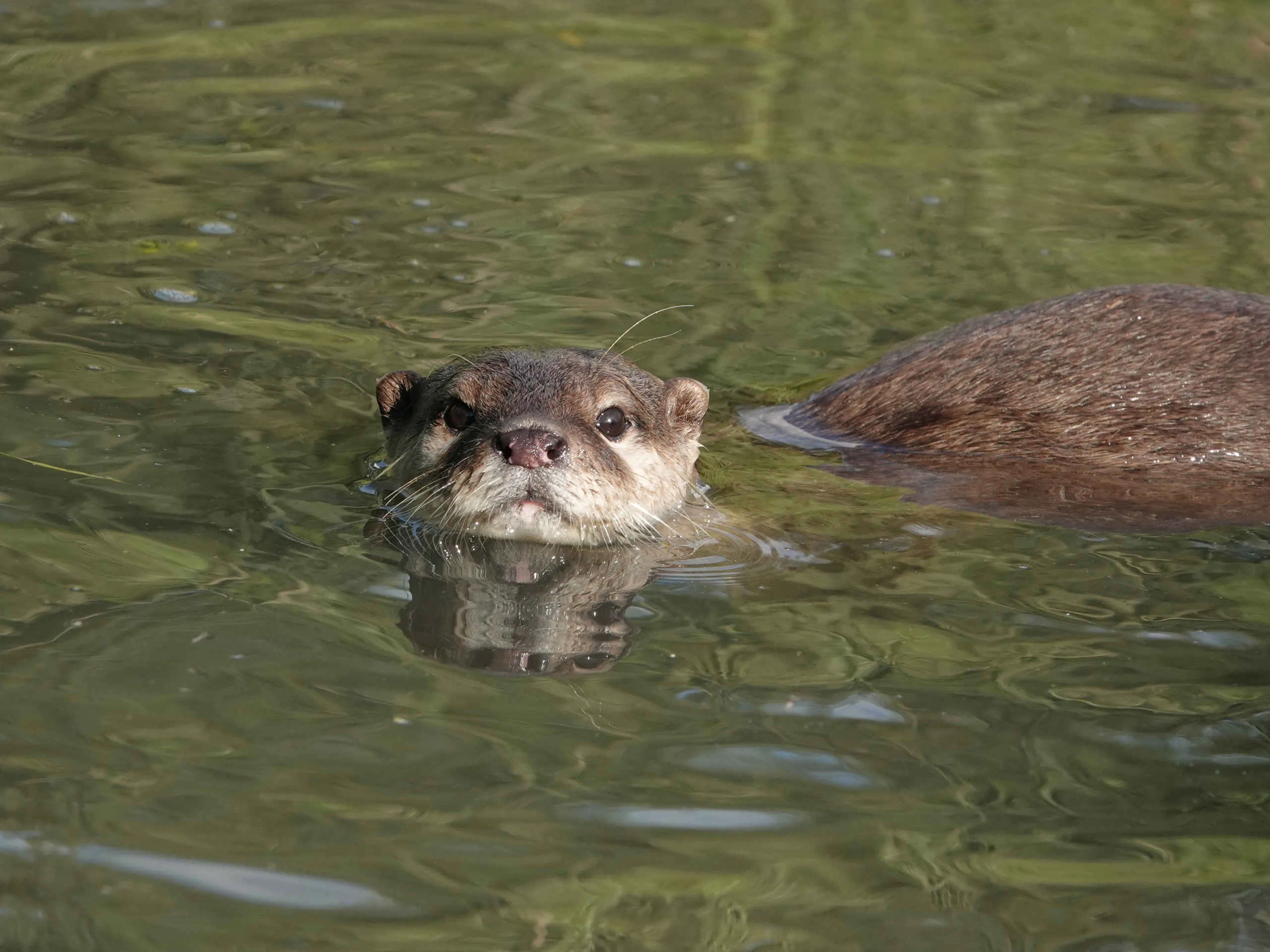 Aziatische kleinklauwotter zwemt in het water in Safaripark Beekse Bergen