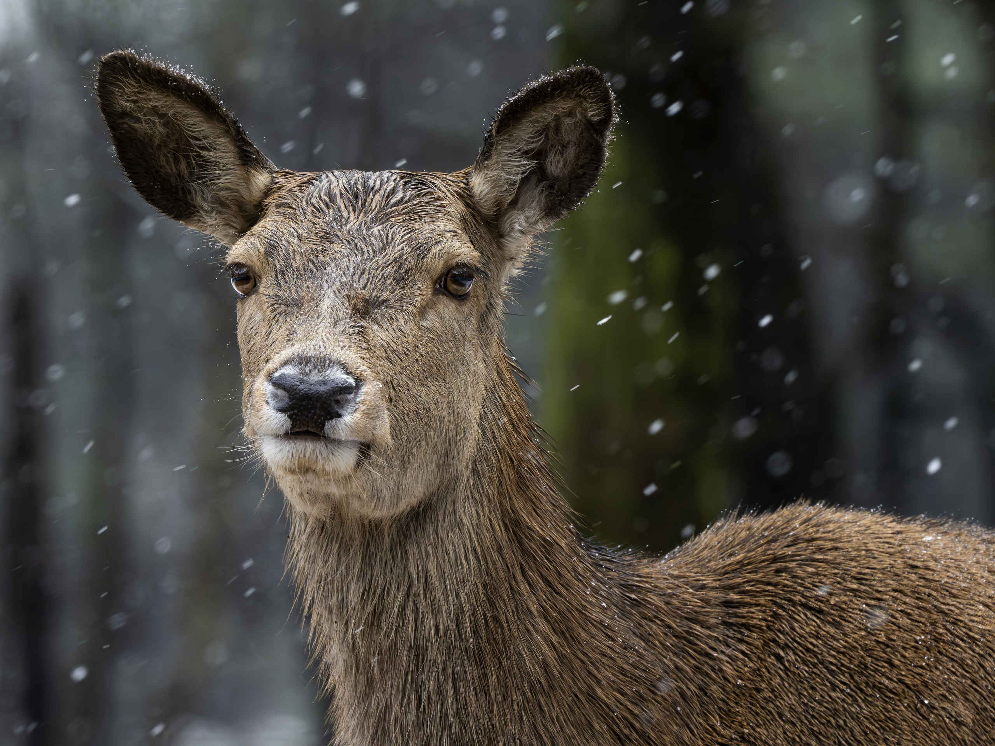 Een edelhert in de sneeuw in de winter in Safaripark Beekse Bergen