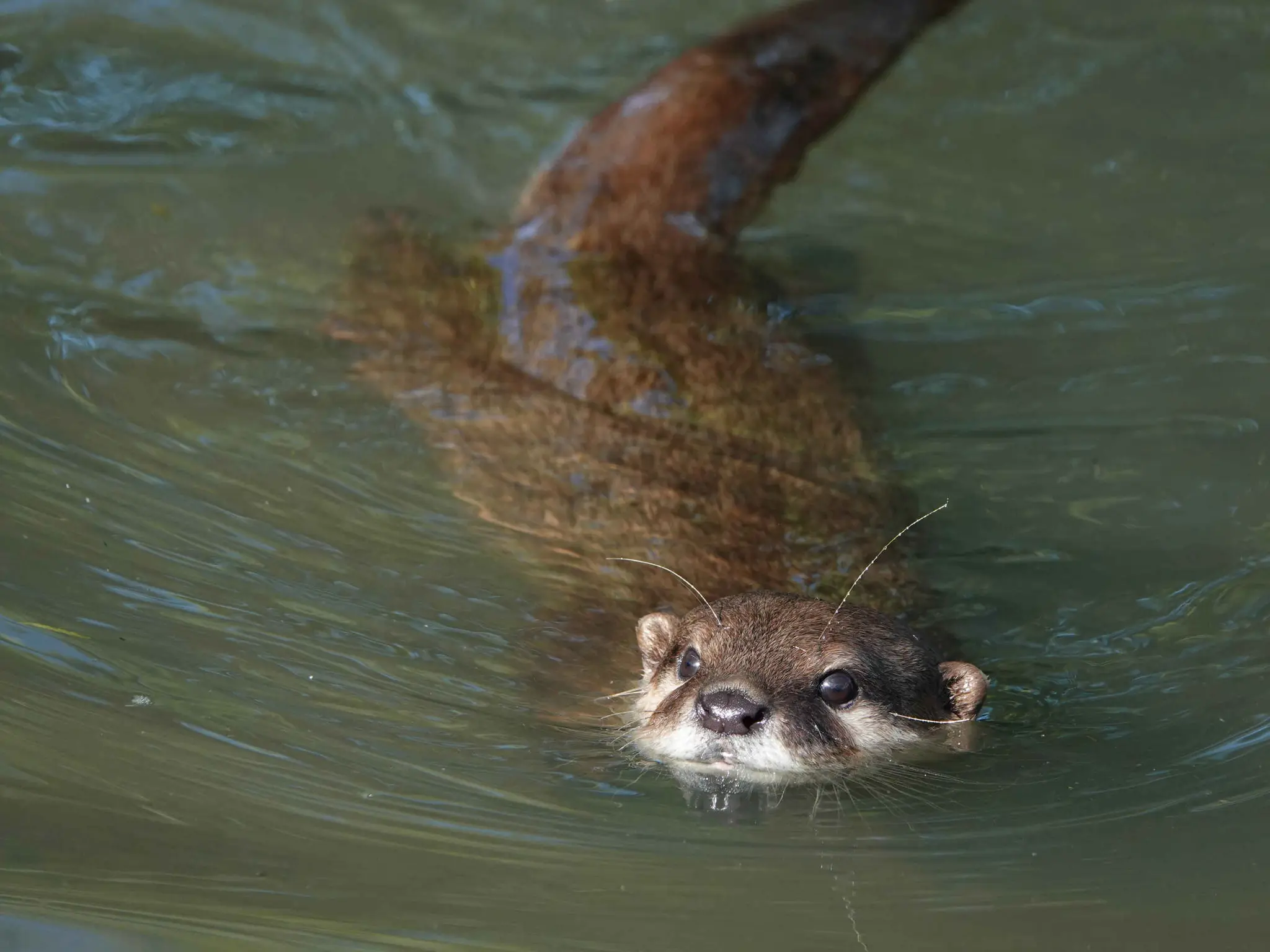 Aziatische kleinklauwotter uitgestrekt in water ZooParc Overloon