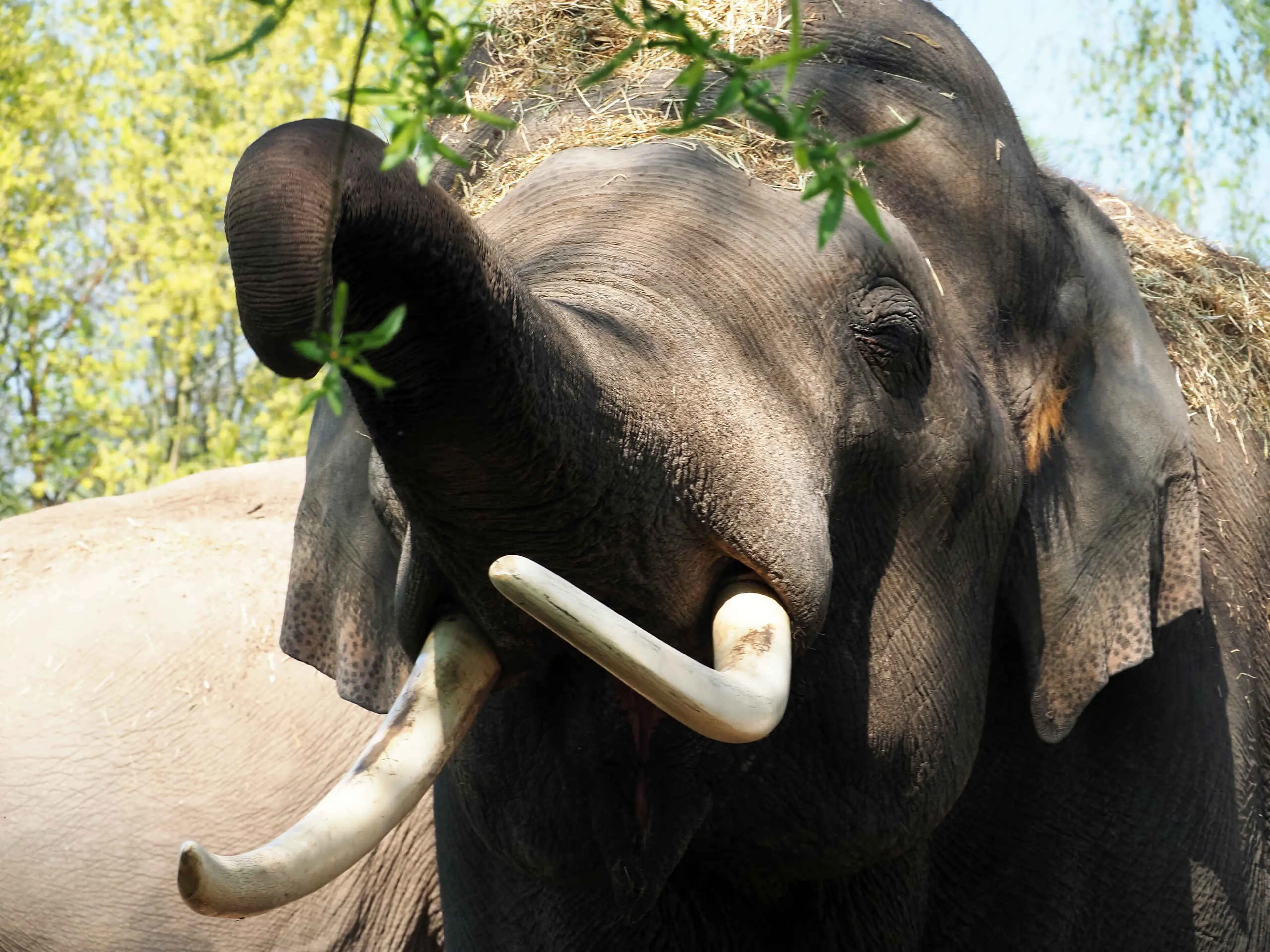 Close-up van een olifant in Eindhoven Zoo