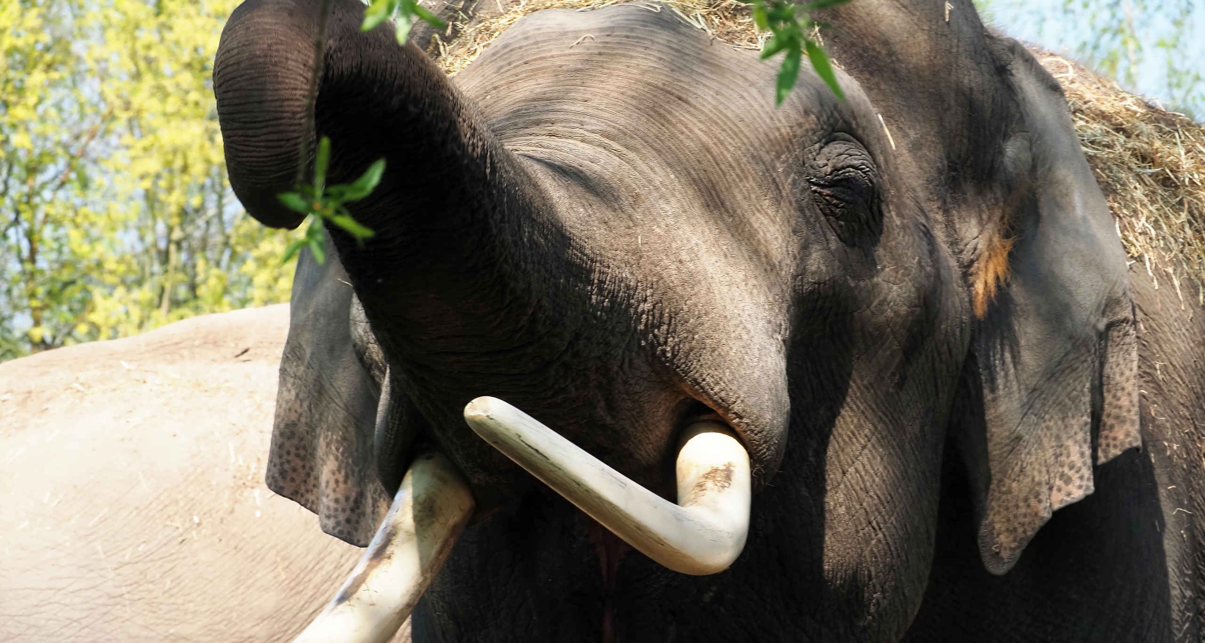 Close-up van een olifant in Eindhoven Zoo