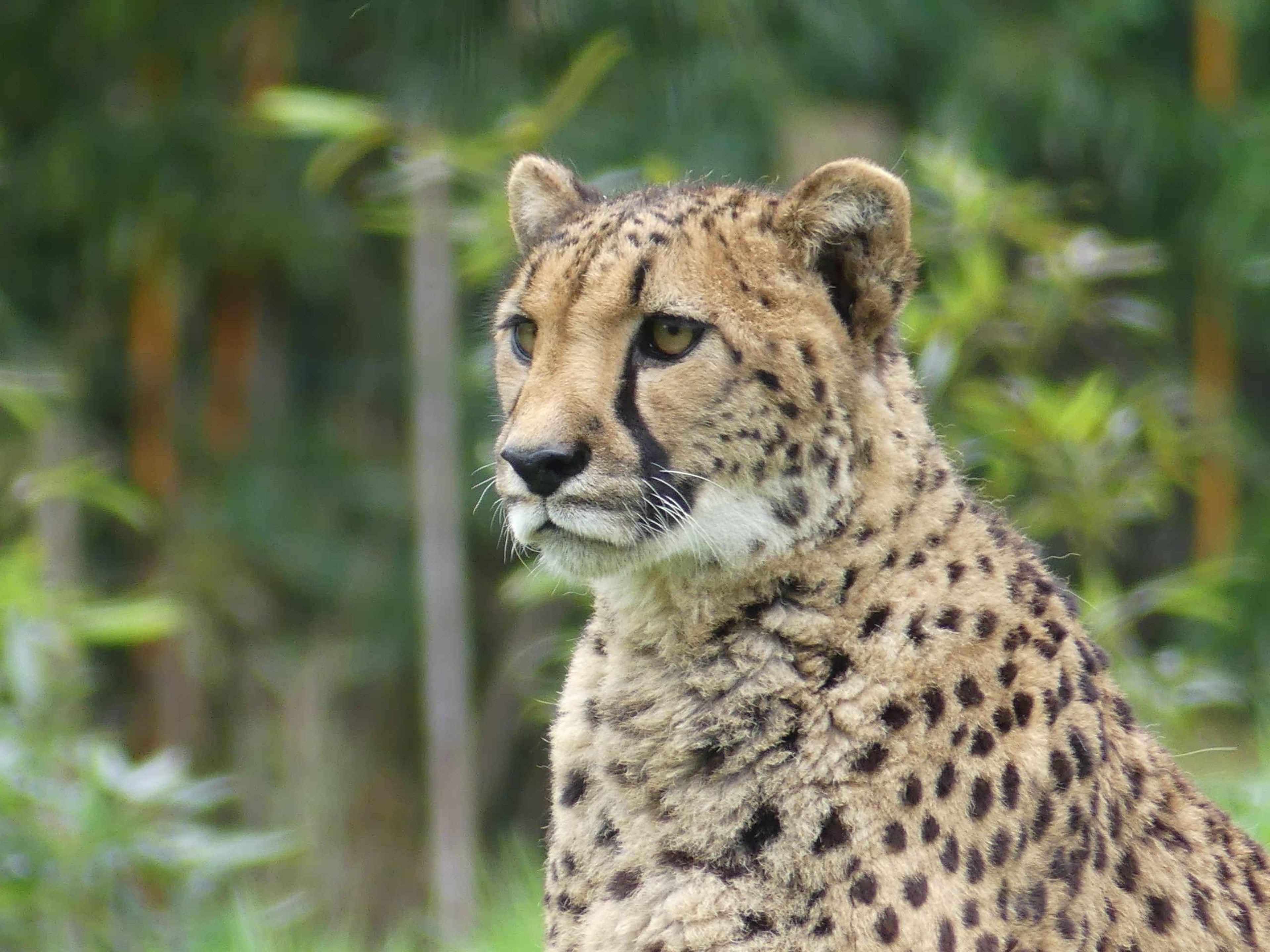 Close-up van een cheeta in dierentuin ZooParc Overloon in Nederland