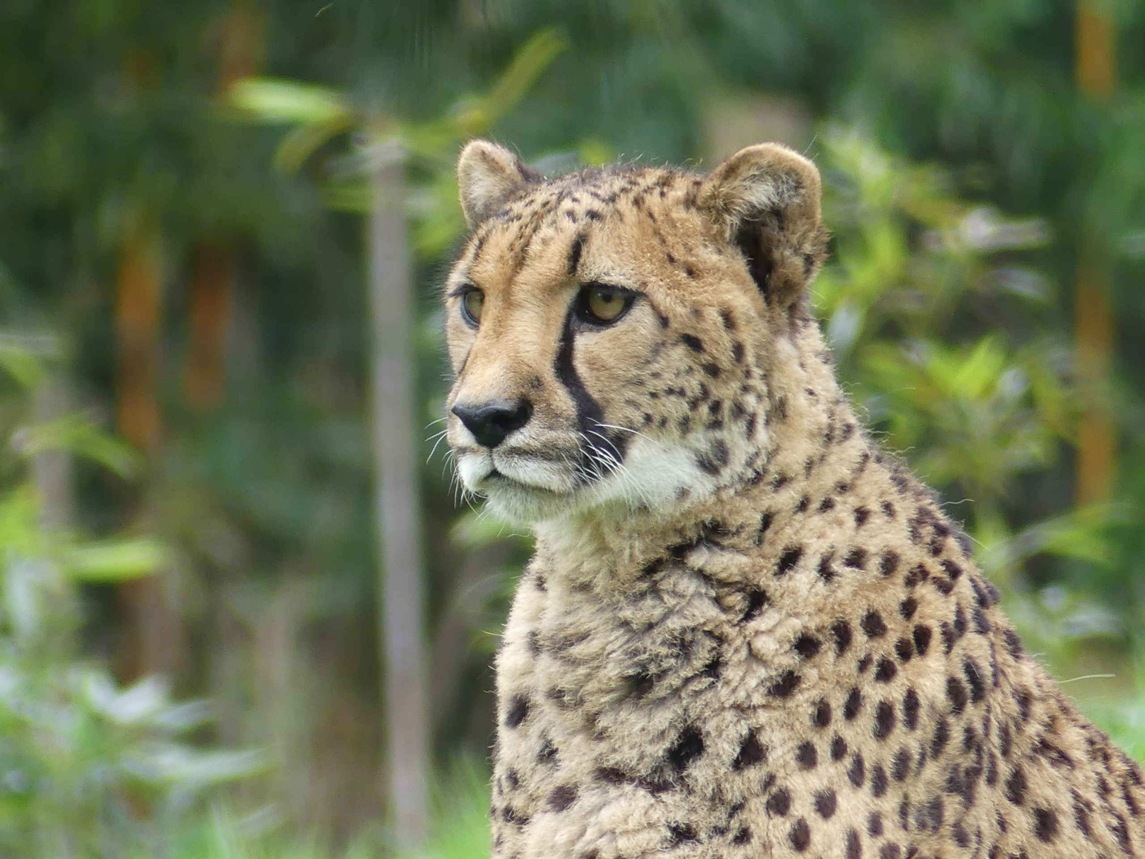 Close-up van een cheeta in dierentuin ZooParc Overloon in Nederland